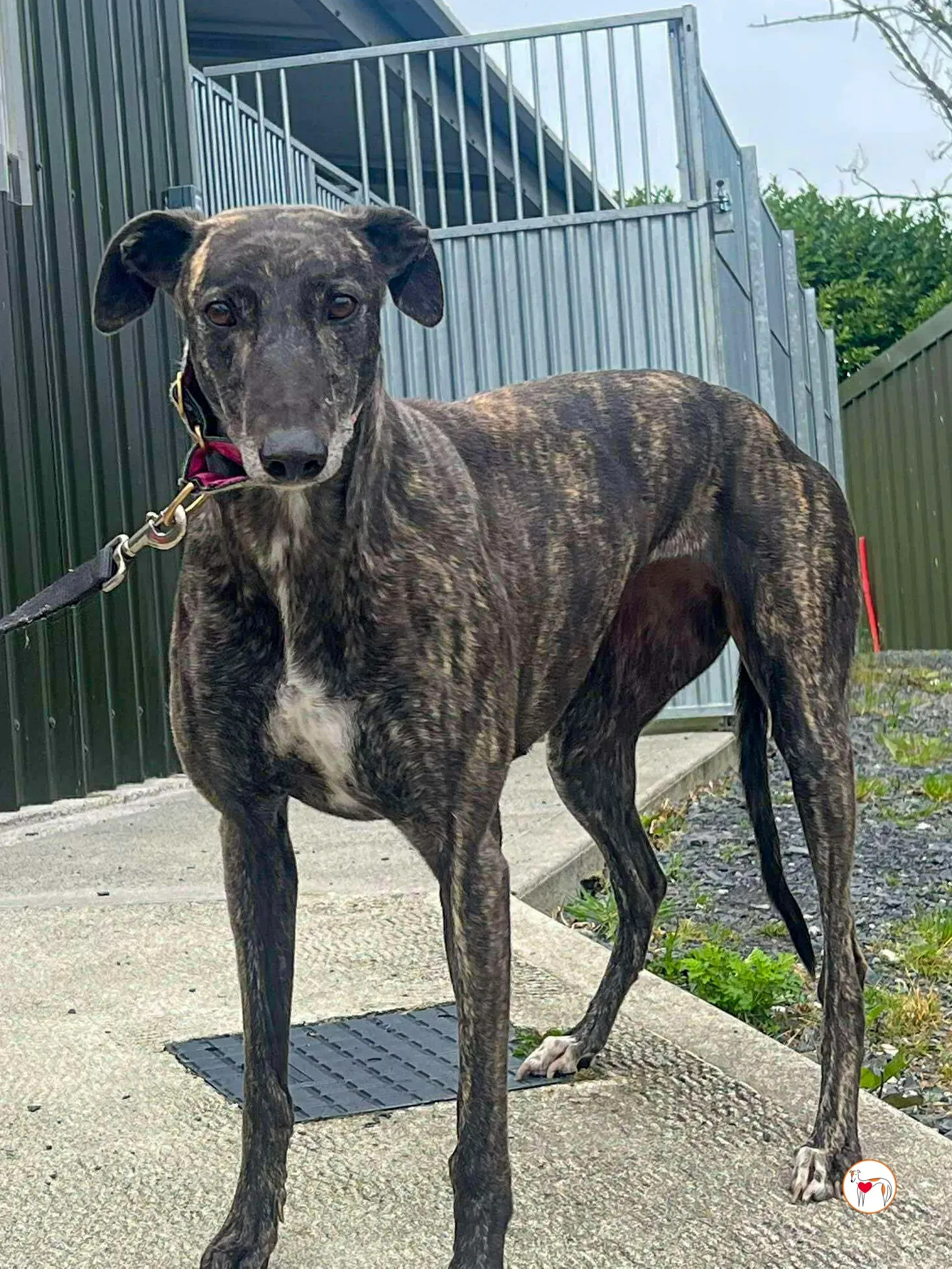 chianti grey adozione 2