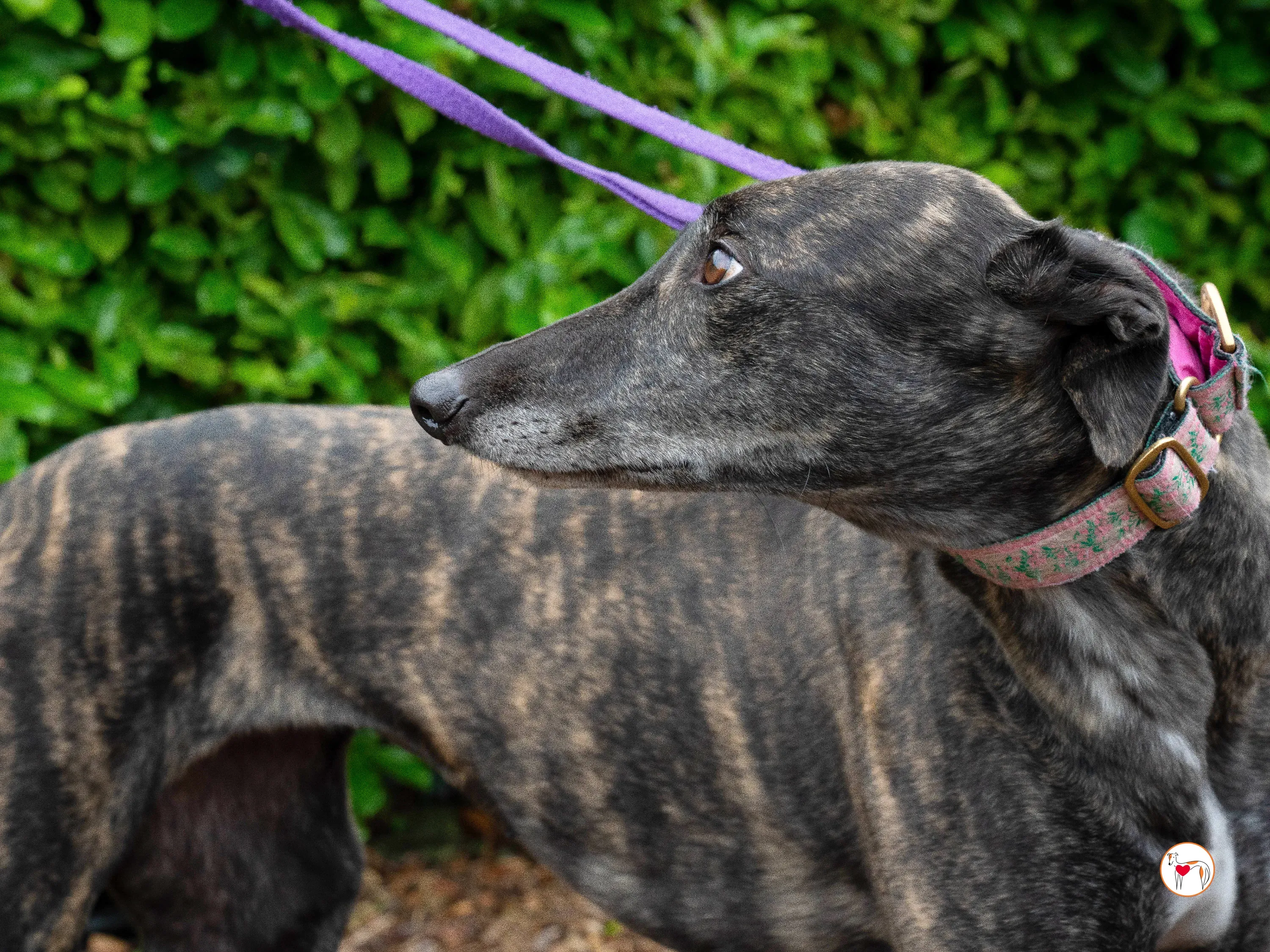 chianti grey adozione 20