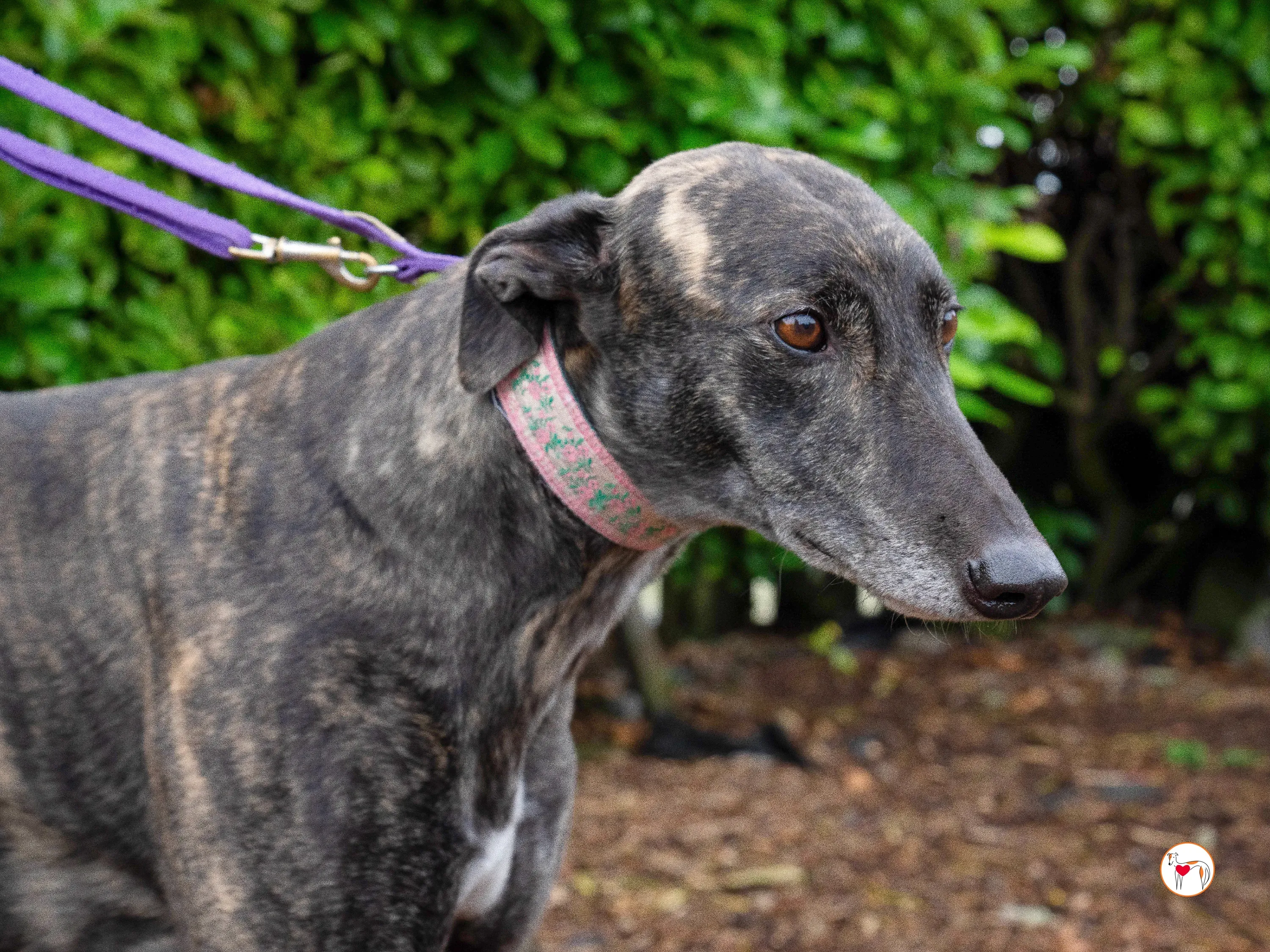 chianti grey adozione 21