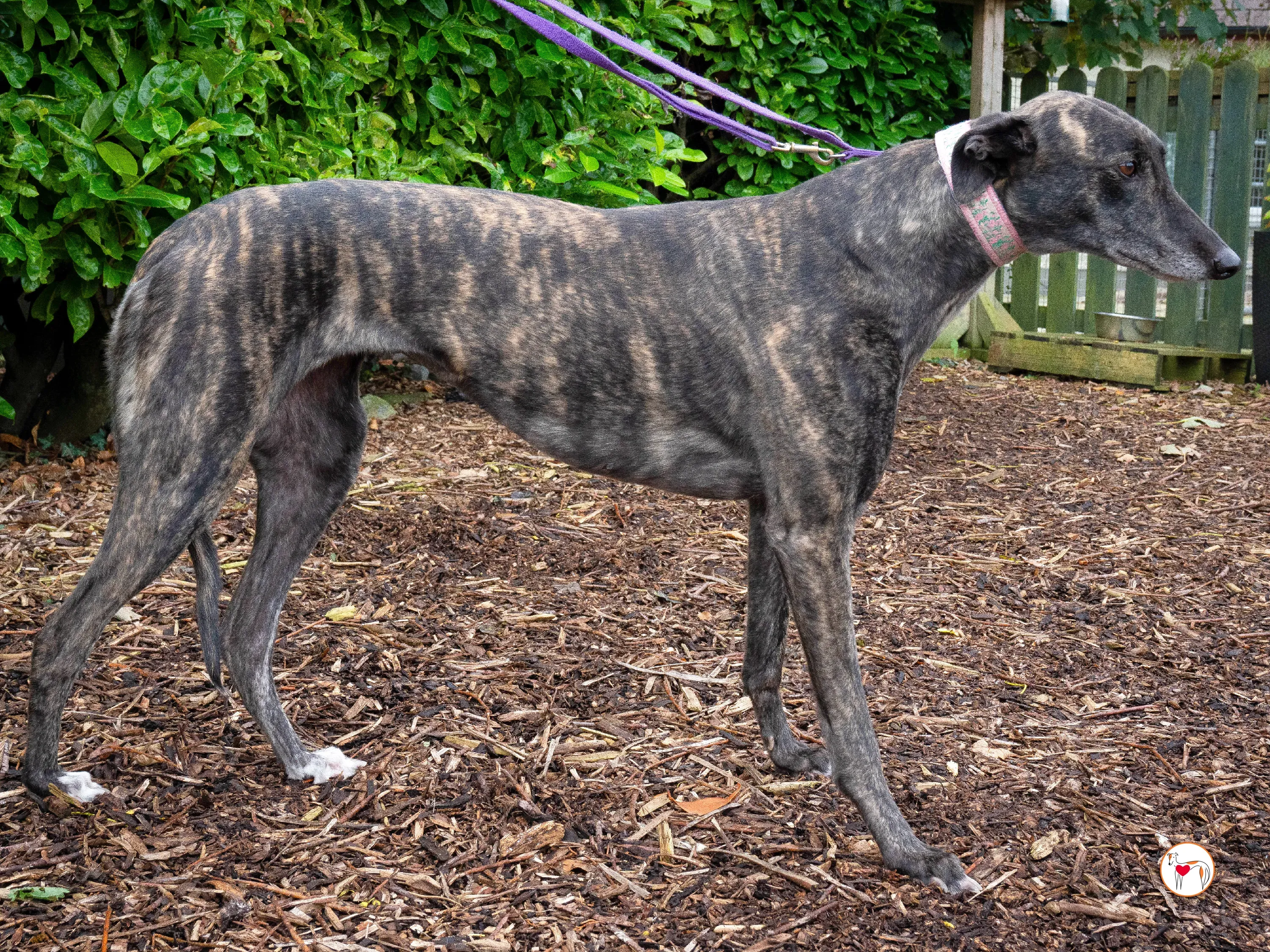 chianti grey adozione 22