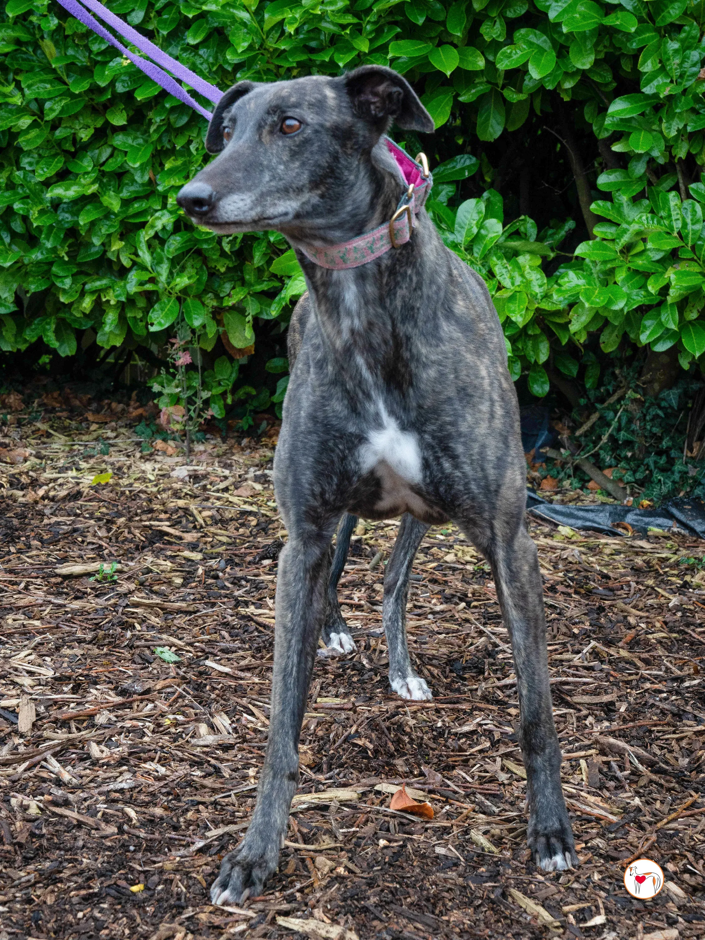 chianti grey adozione 23