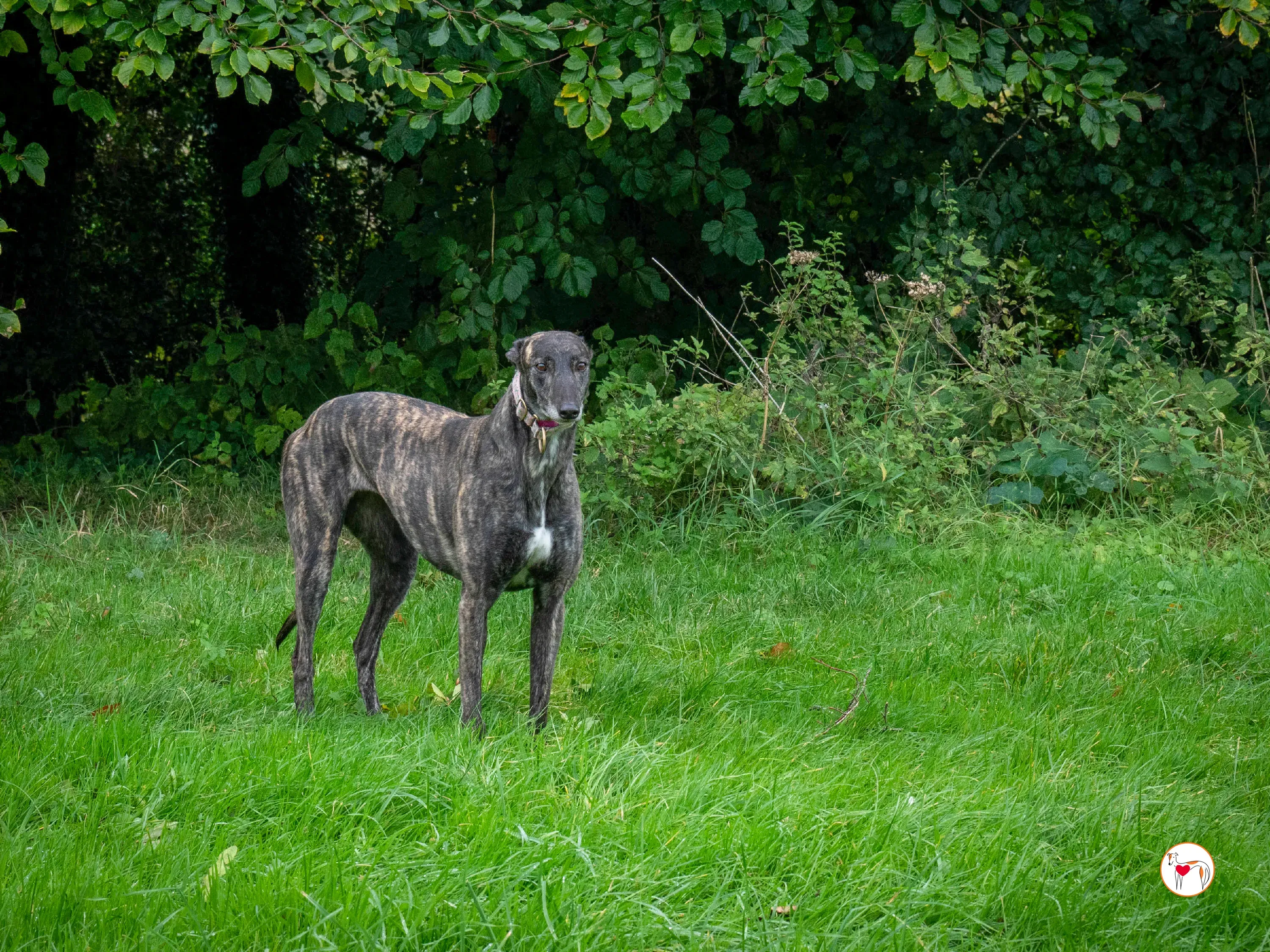 chianti grey adozione 24