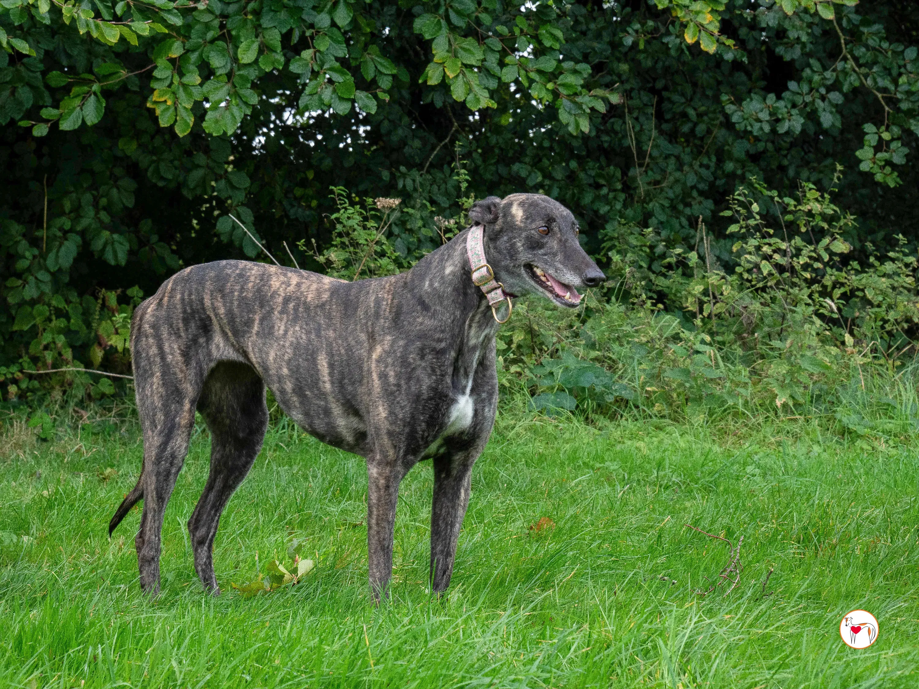 chianti grey adozione 25