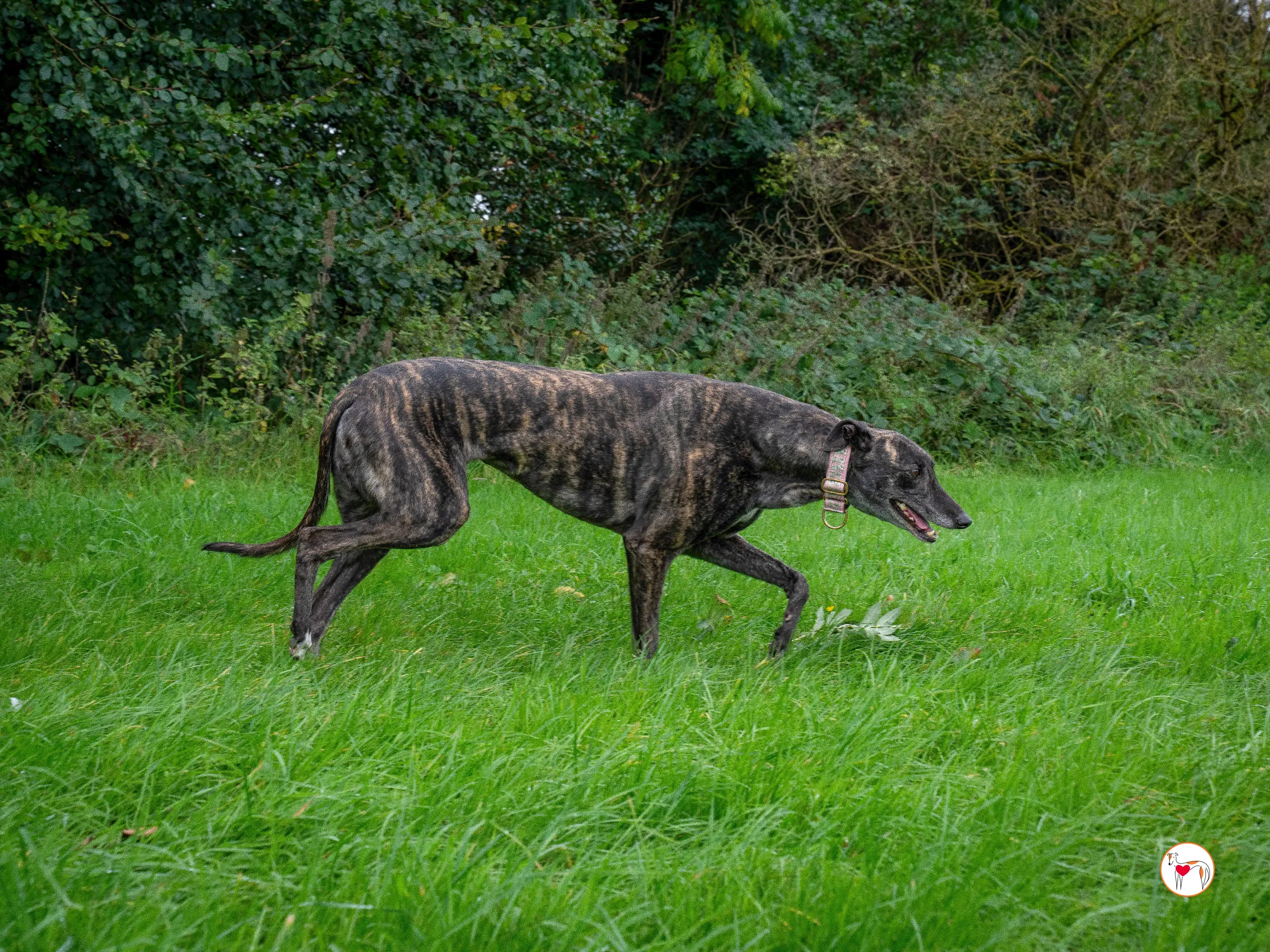 chianti grey adozione 26