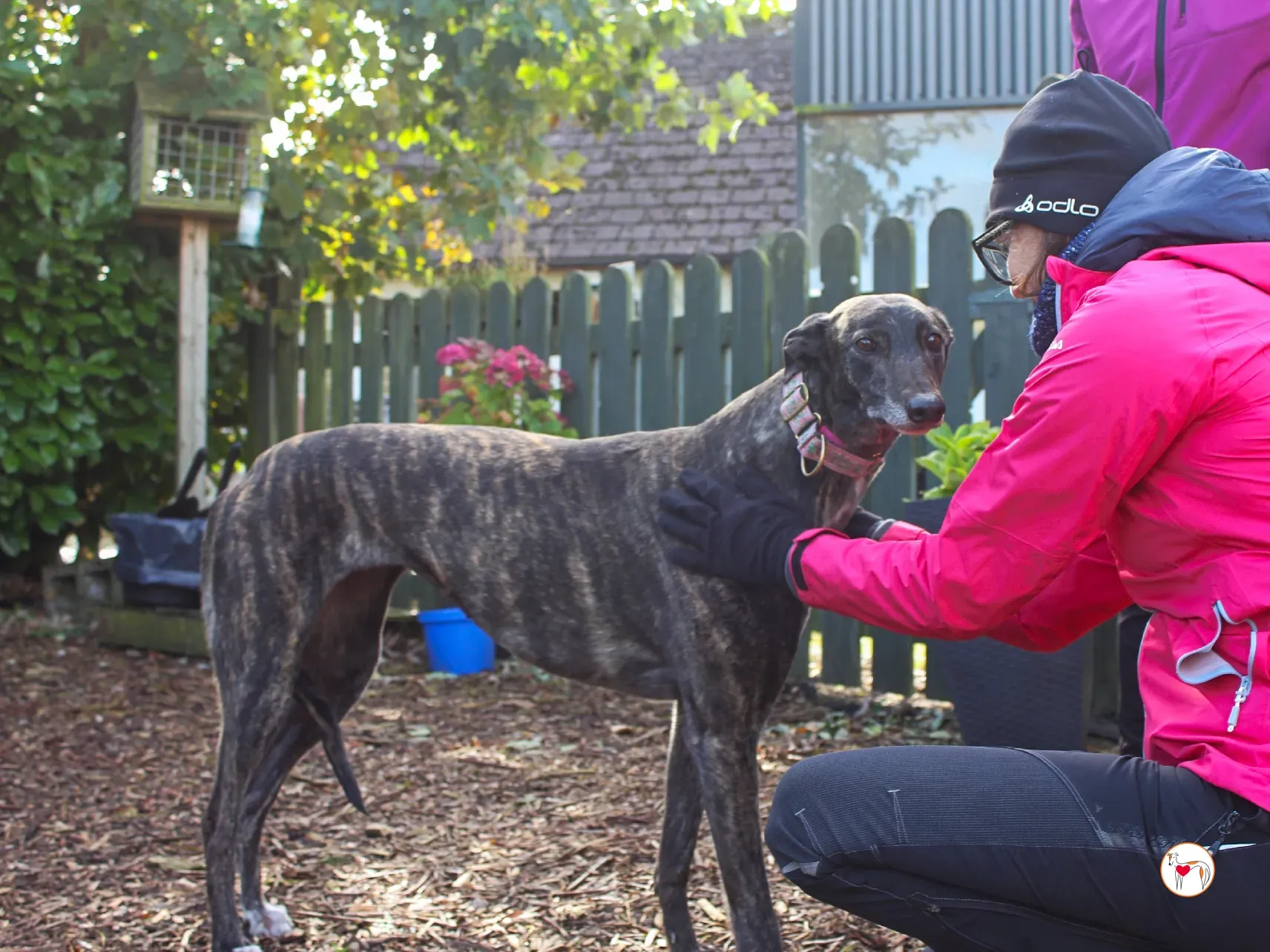 chianti grey adozione 27