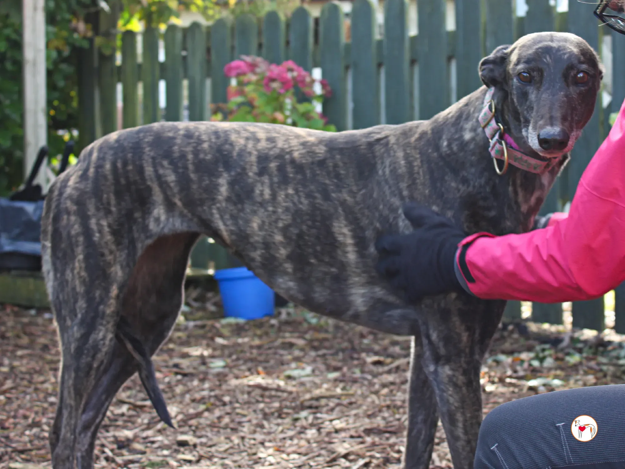 chianti grey adozione 28