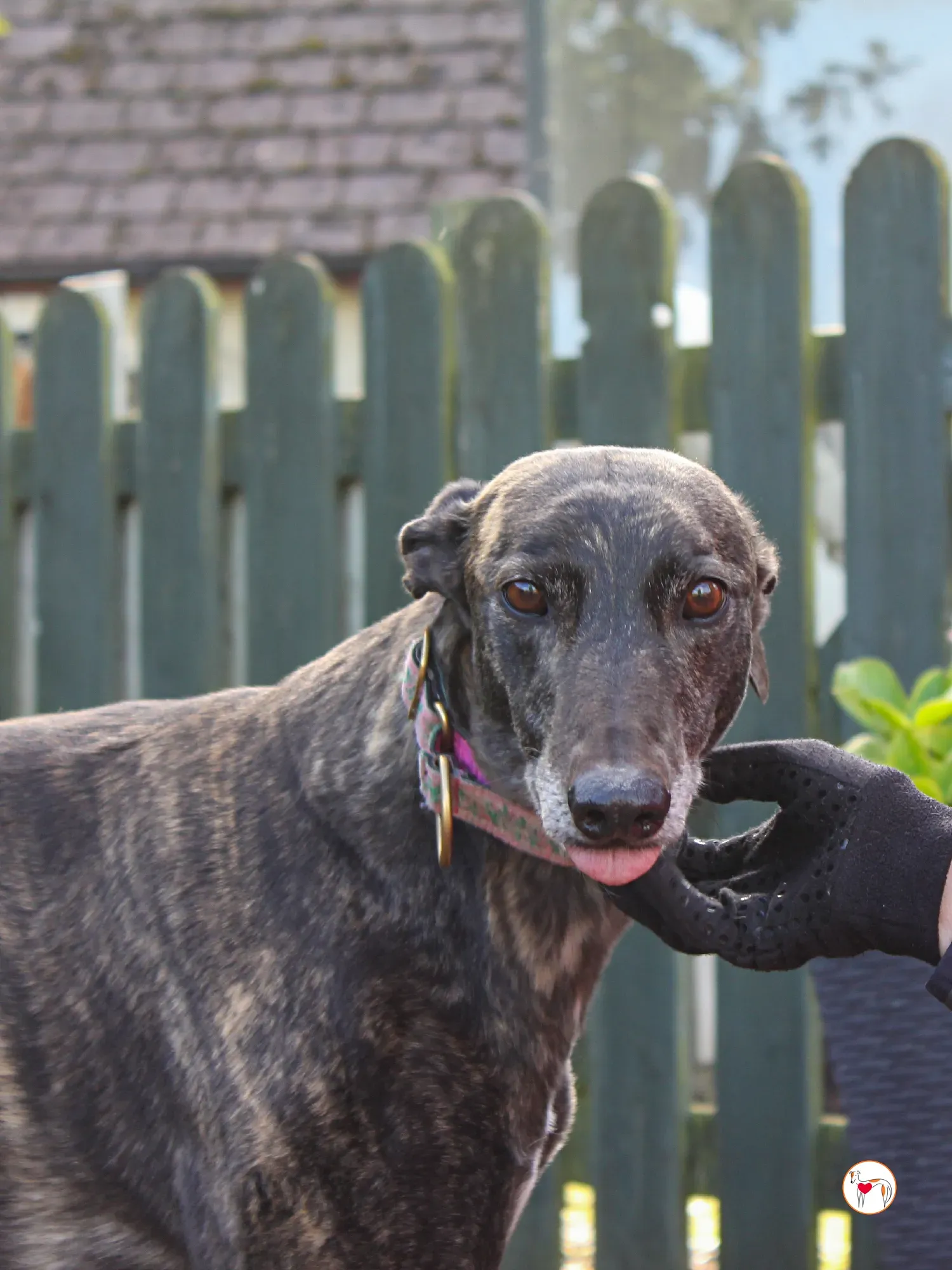 chianti grey adozione 29