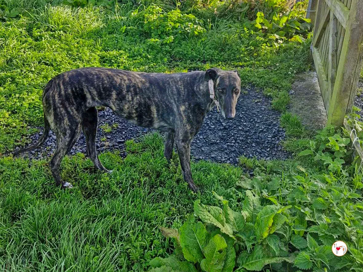 chianti grey adozione 3