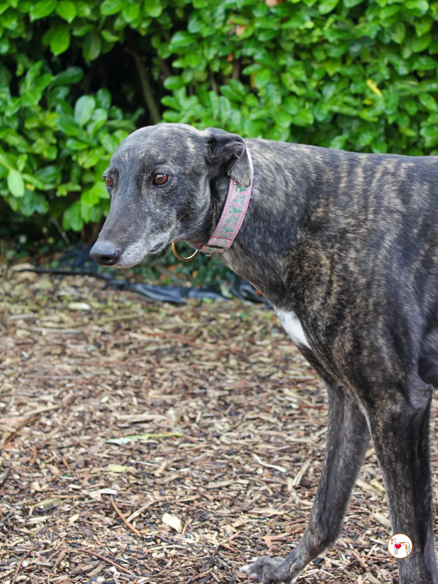 chianti grey adozione 30