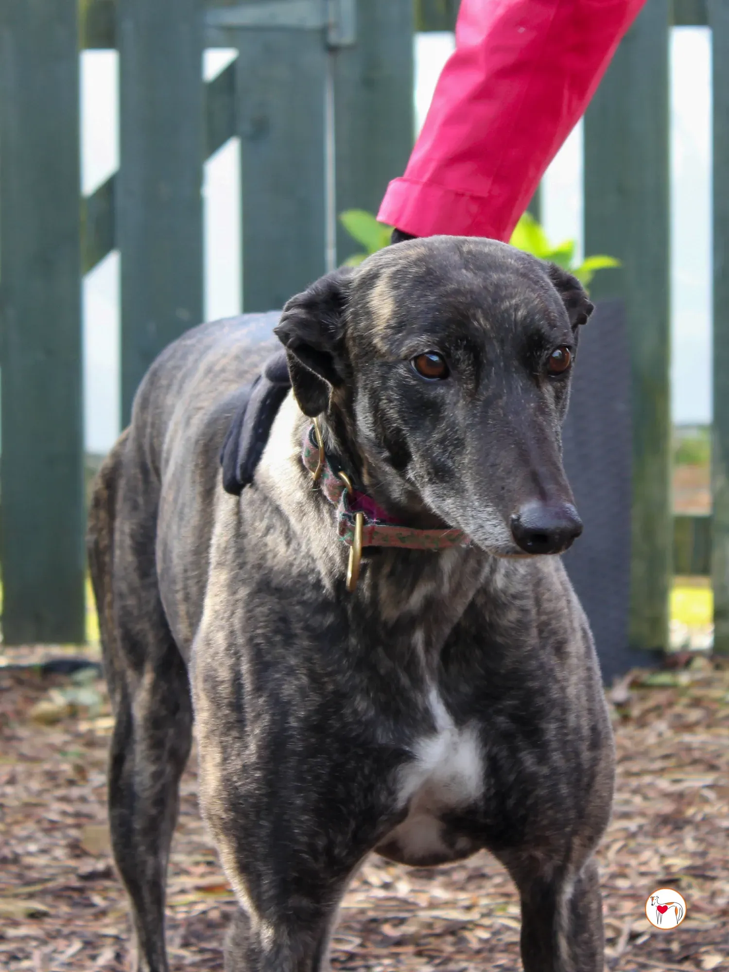 chianti grey adozione 31