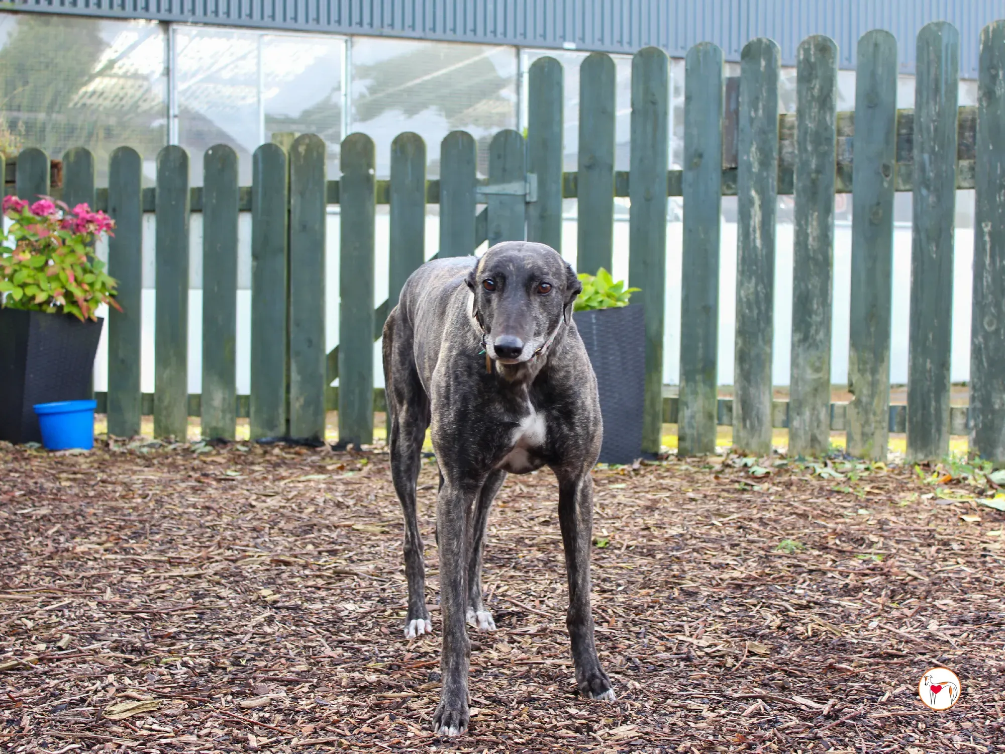 chianti grey adozione 32