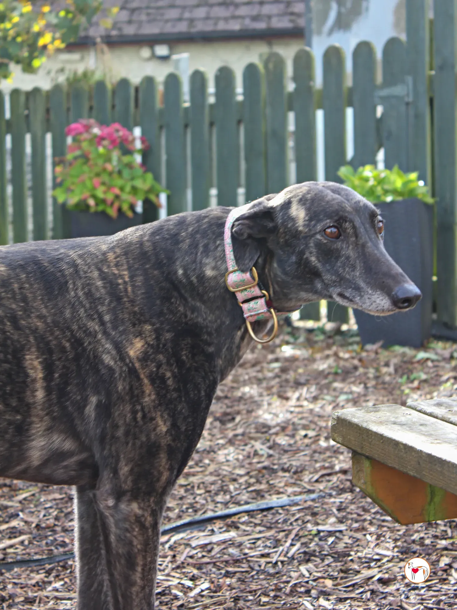 chianti grey adozione 33