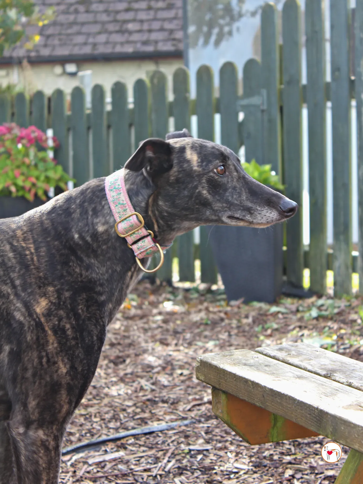 chianti grey adozione 34