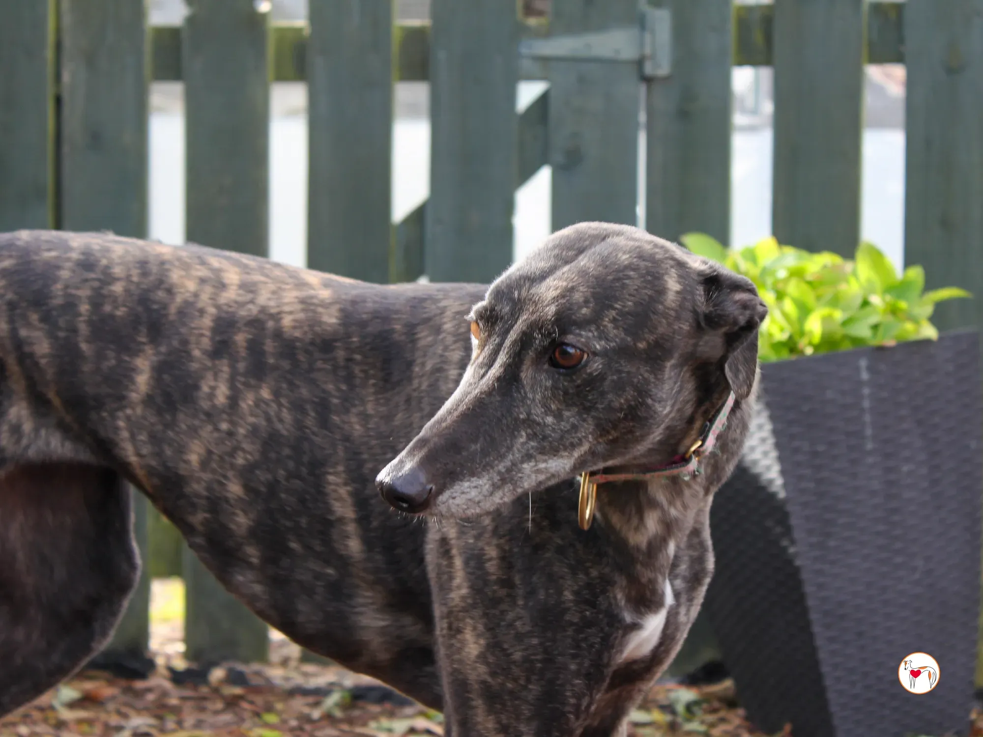 chianti grey adozione 35