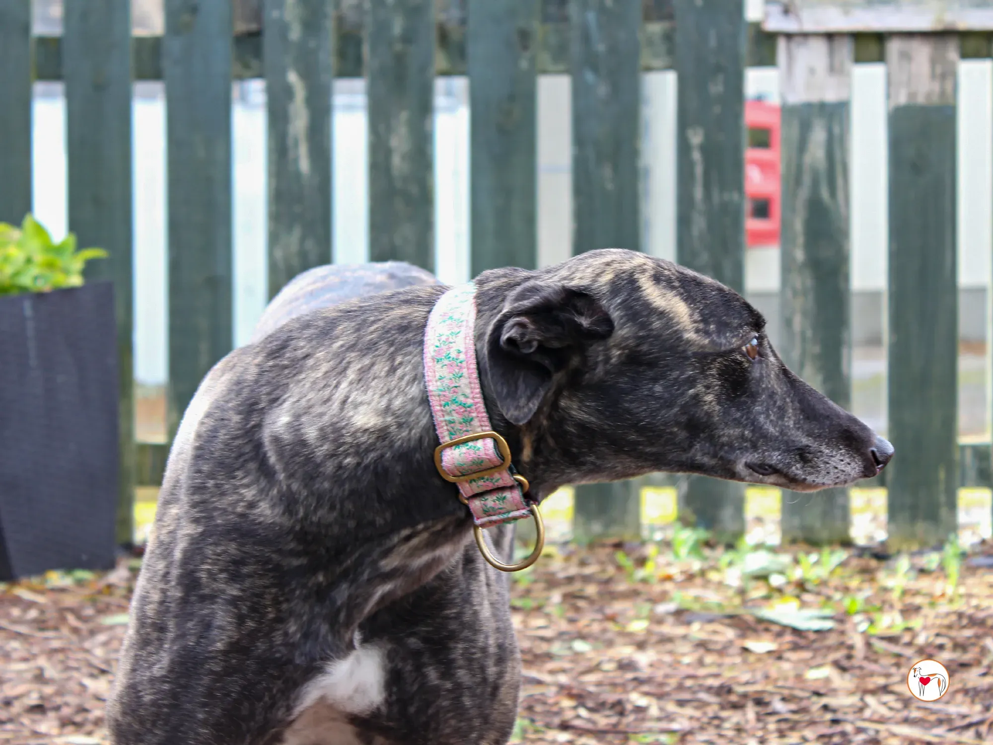 chianti grey adozione 36