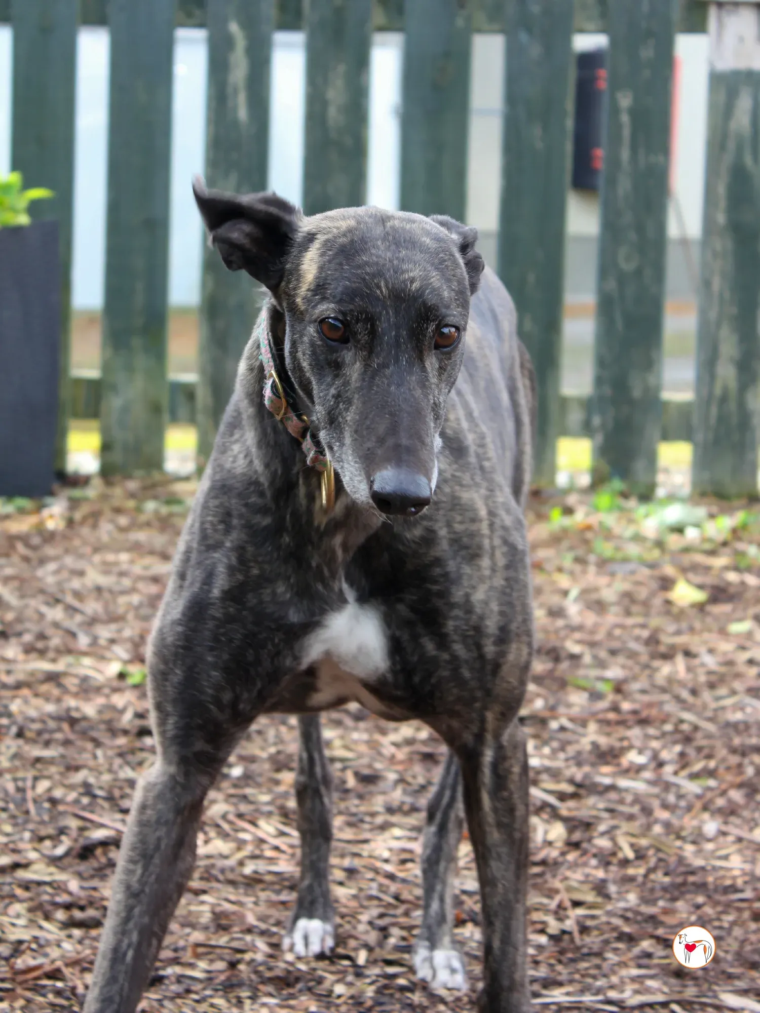 chianti grey adozione 37