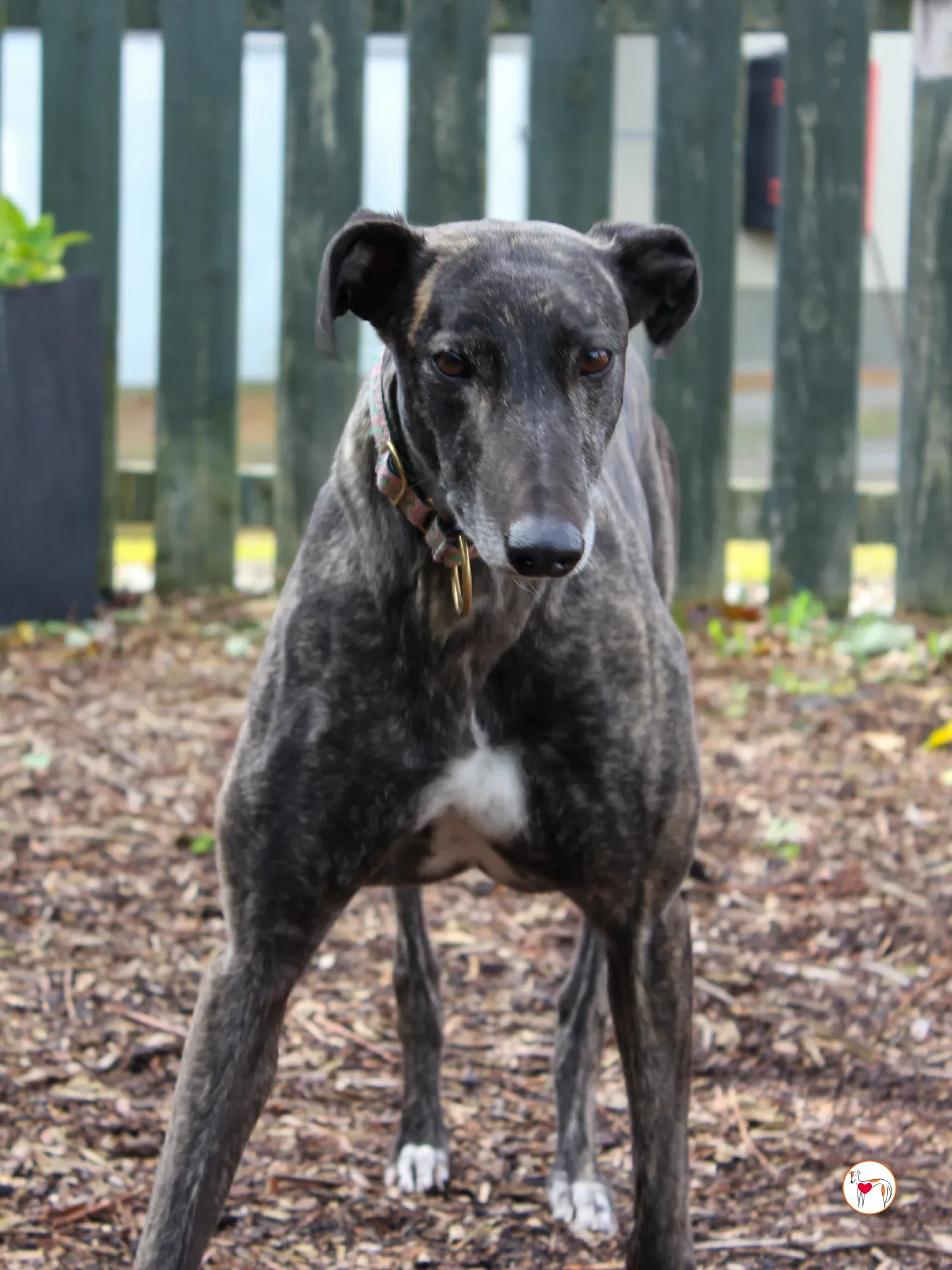 chianti grey adozione 38