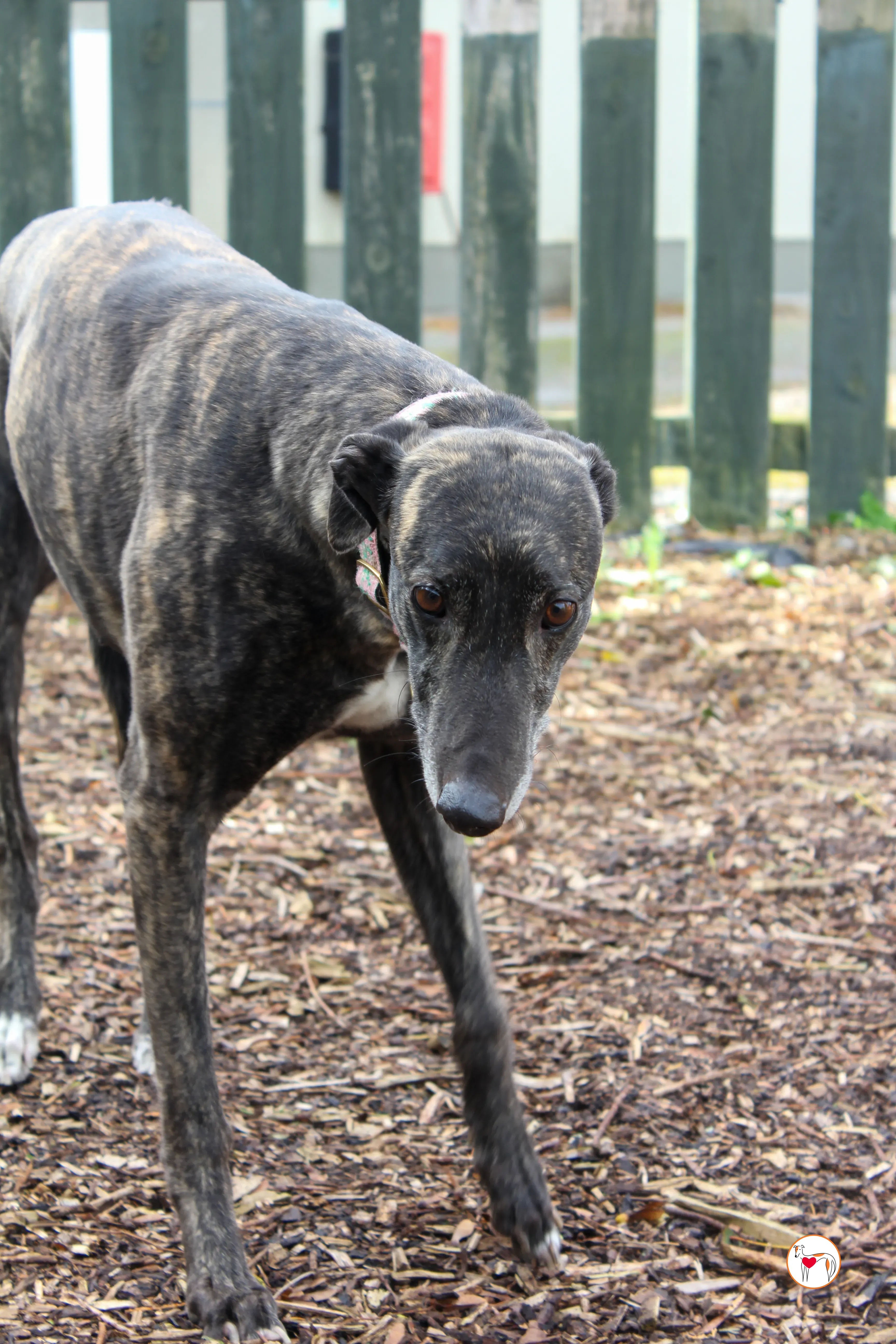 chianti grey adozione 39