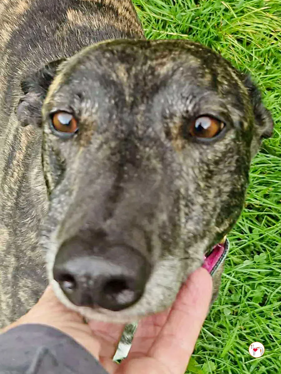 chianti grey adozione 4