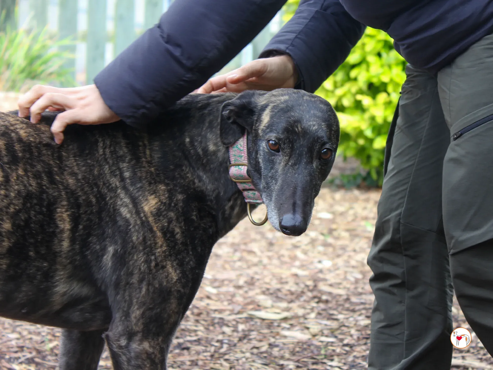 chianti grey adozione 40