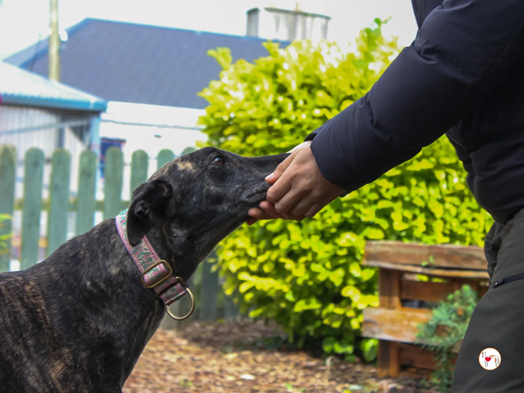 chianti grey adozione 41