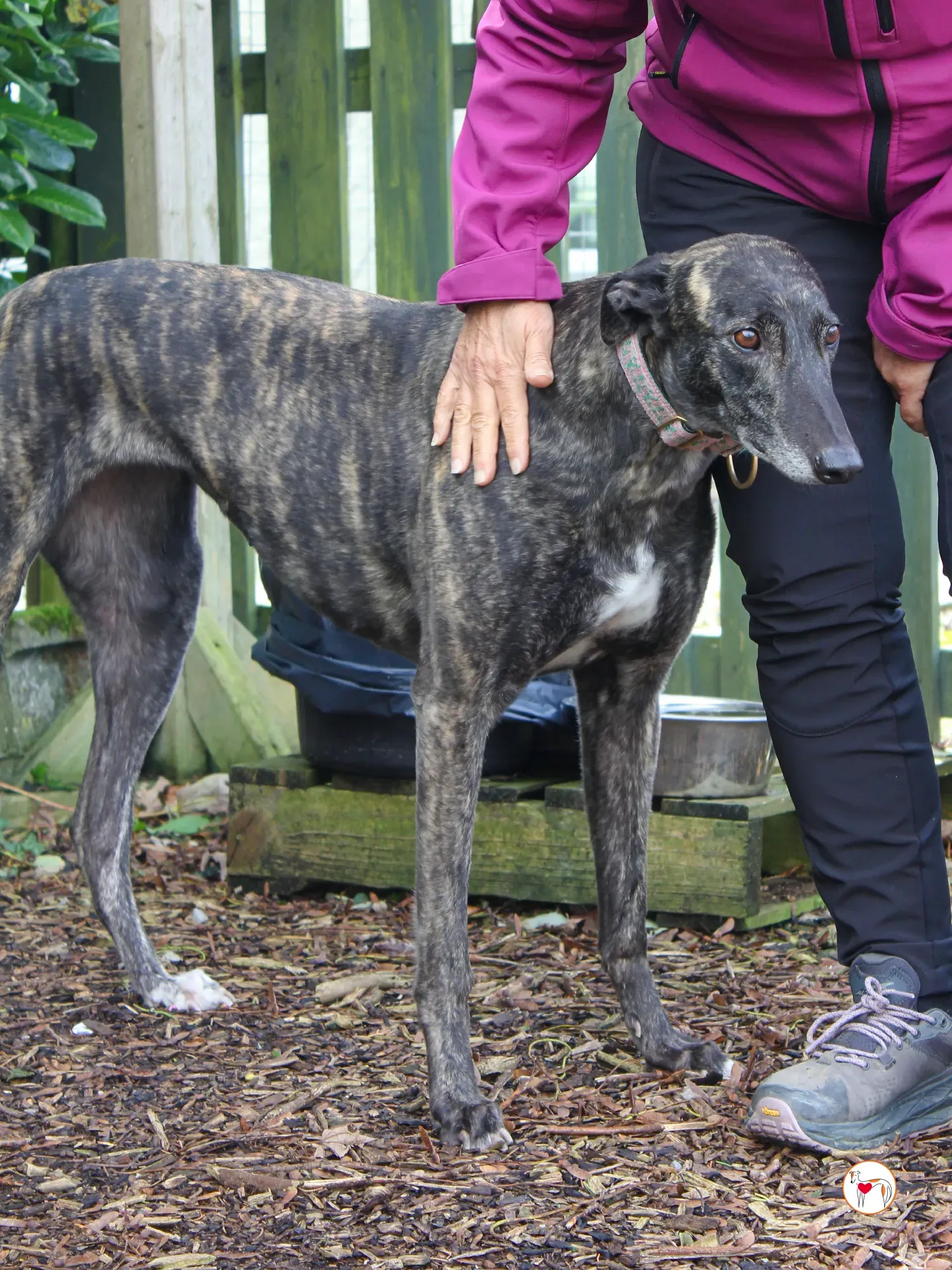 chianti grey adozione 42