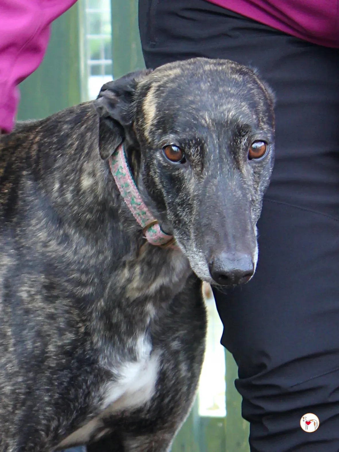 chianti grey adozione 43