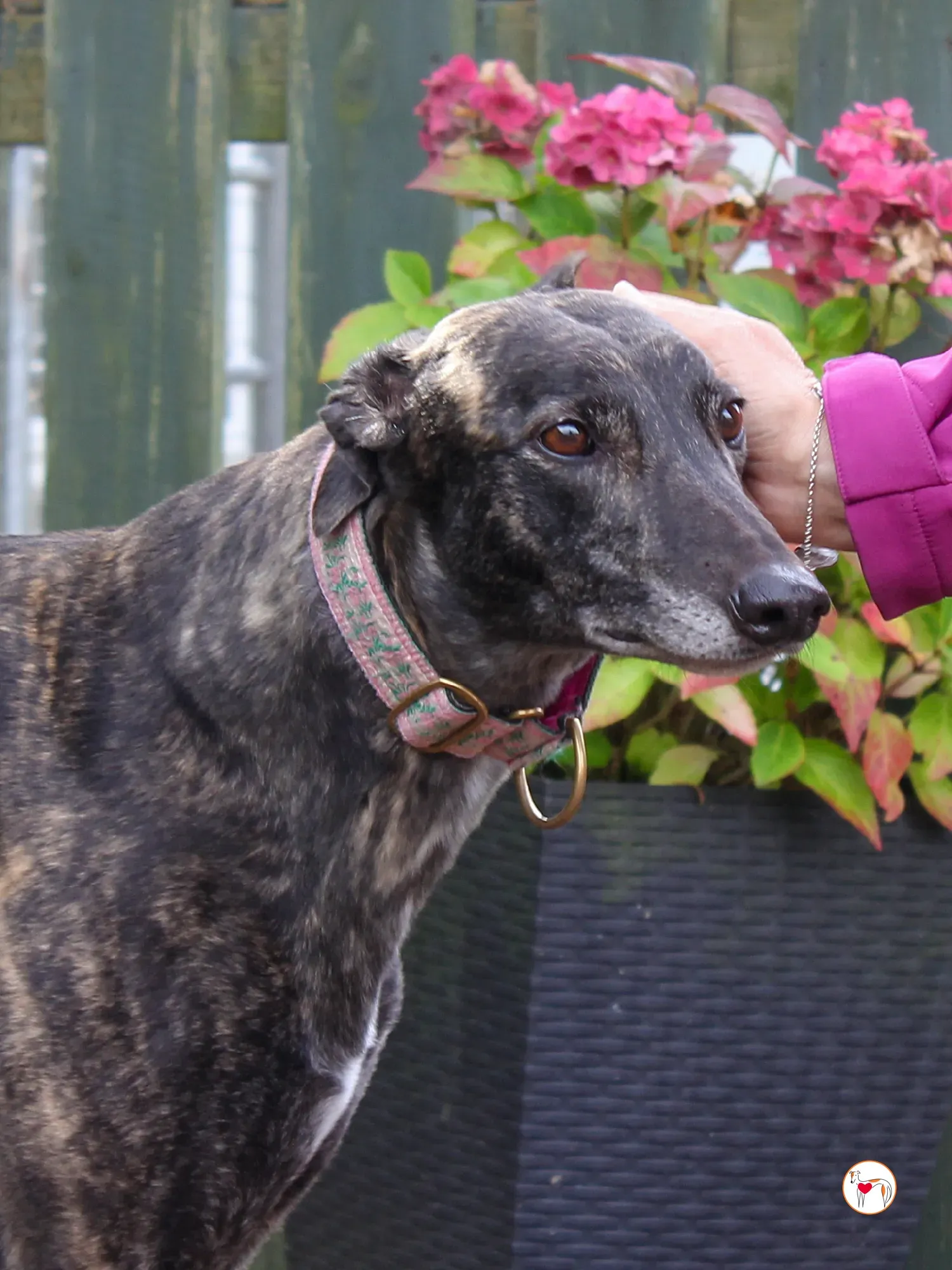 chianti grey adozione 44