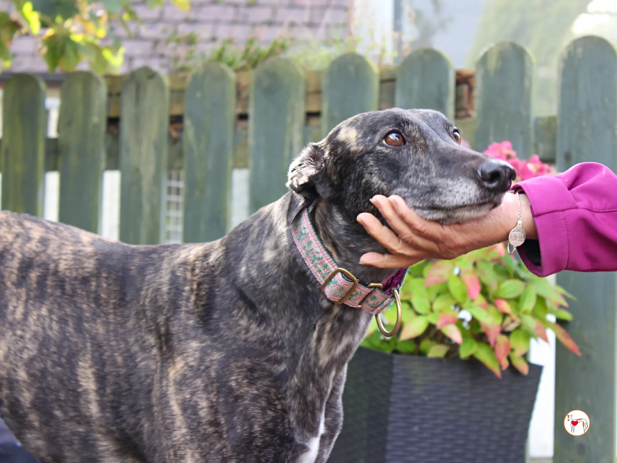 chianti grey adozione 45