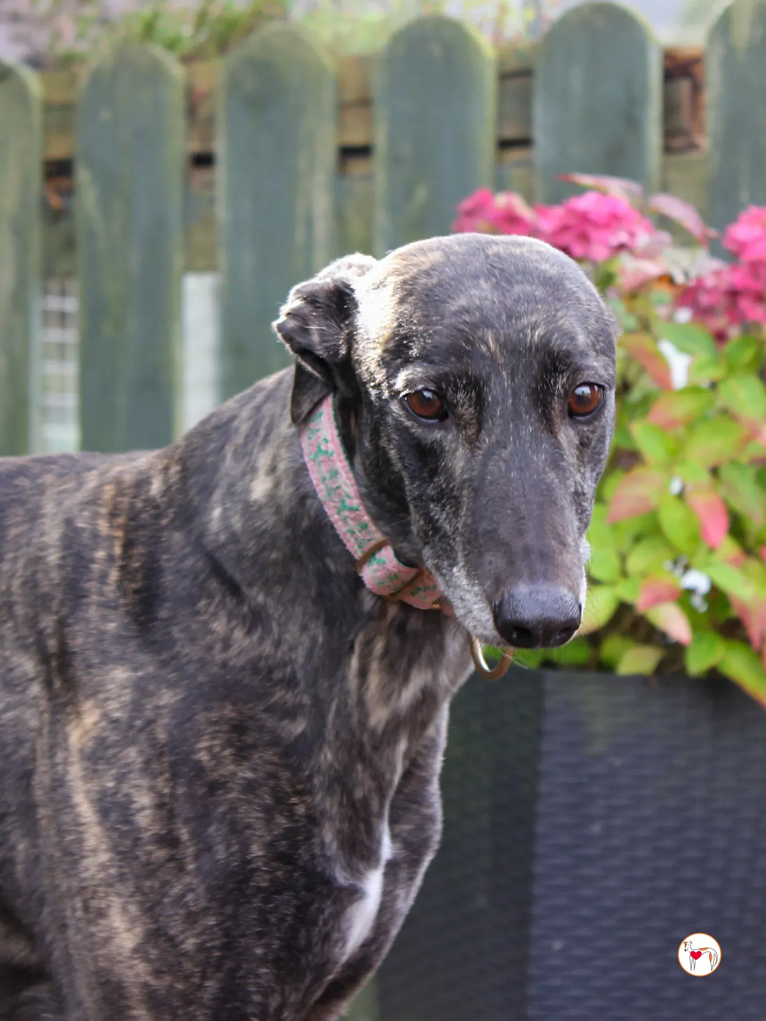 chianti grey adozione 46