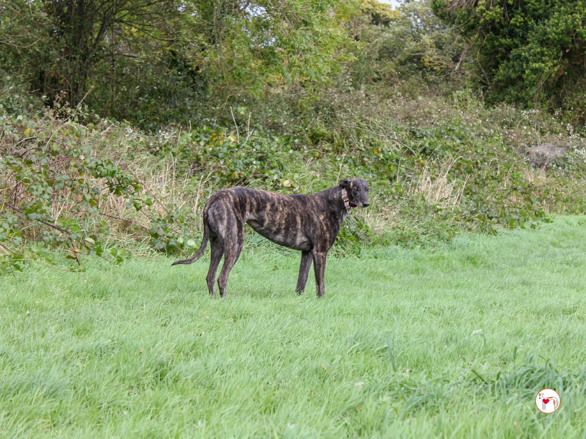 chianti grey adozione 47
