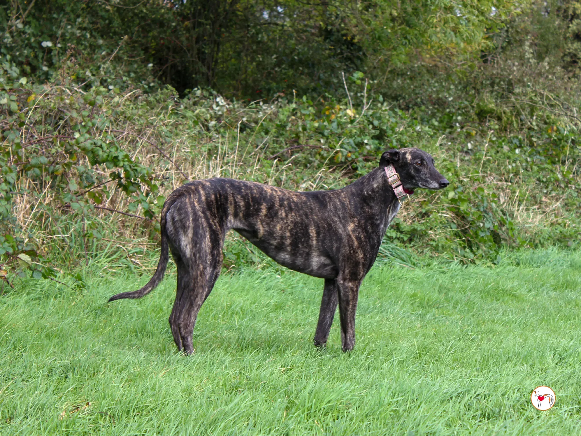 chianti grey adozione 48