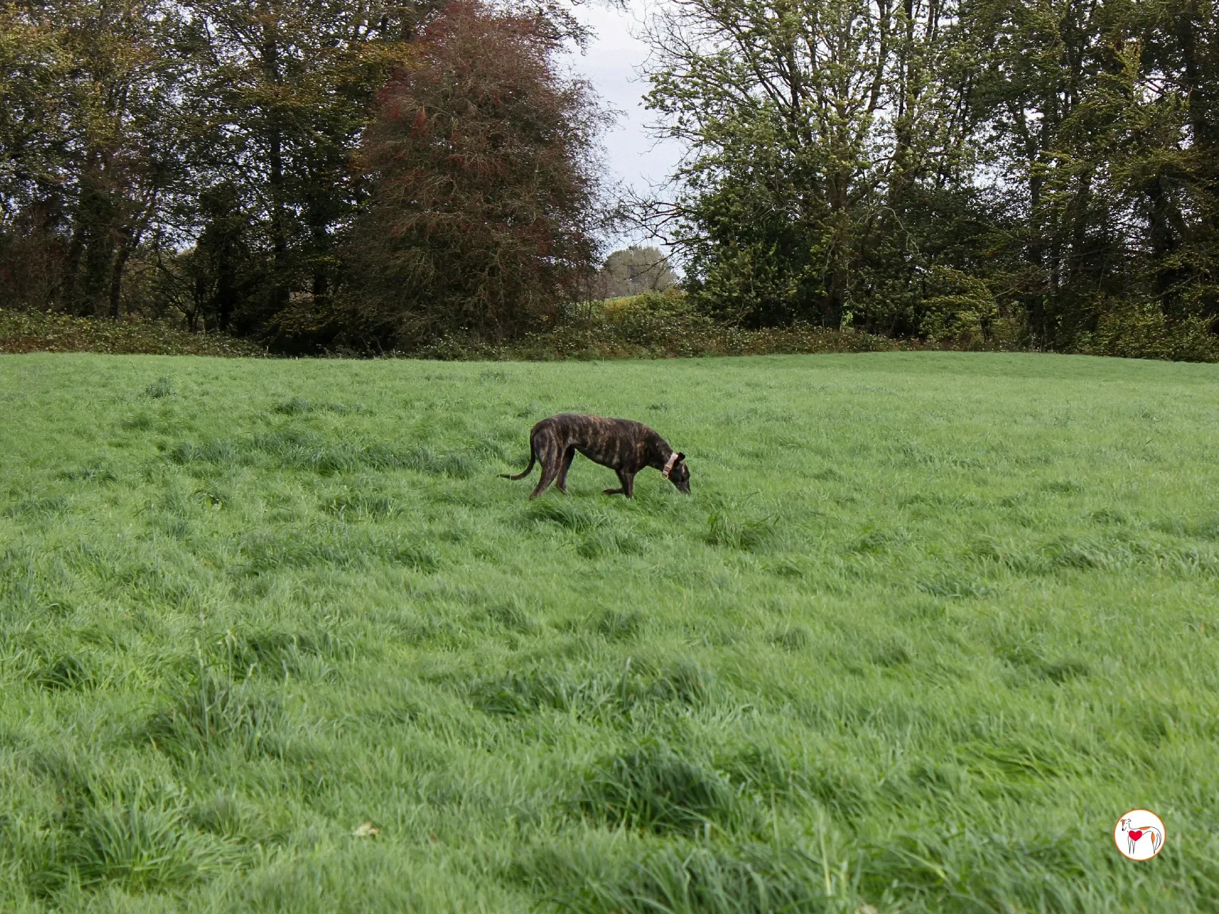 chianti grey adozione 49