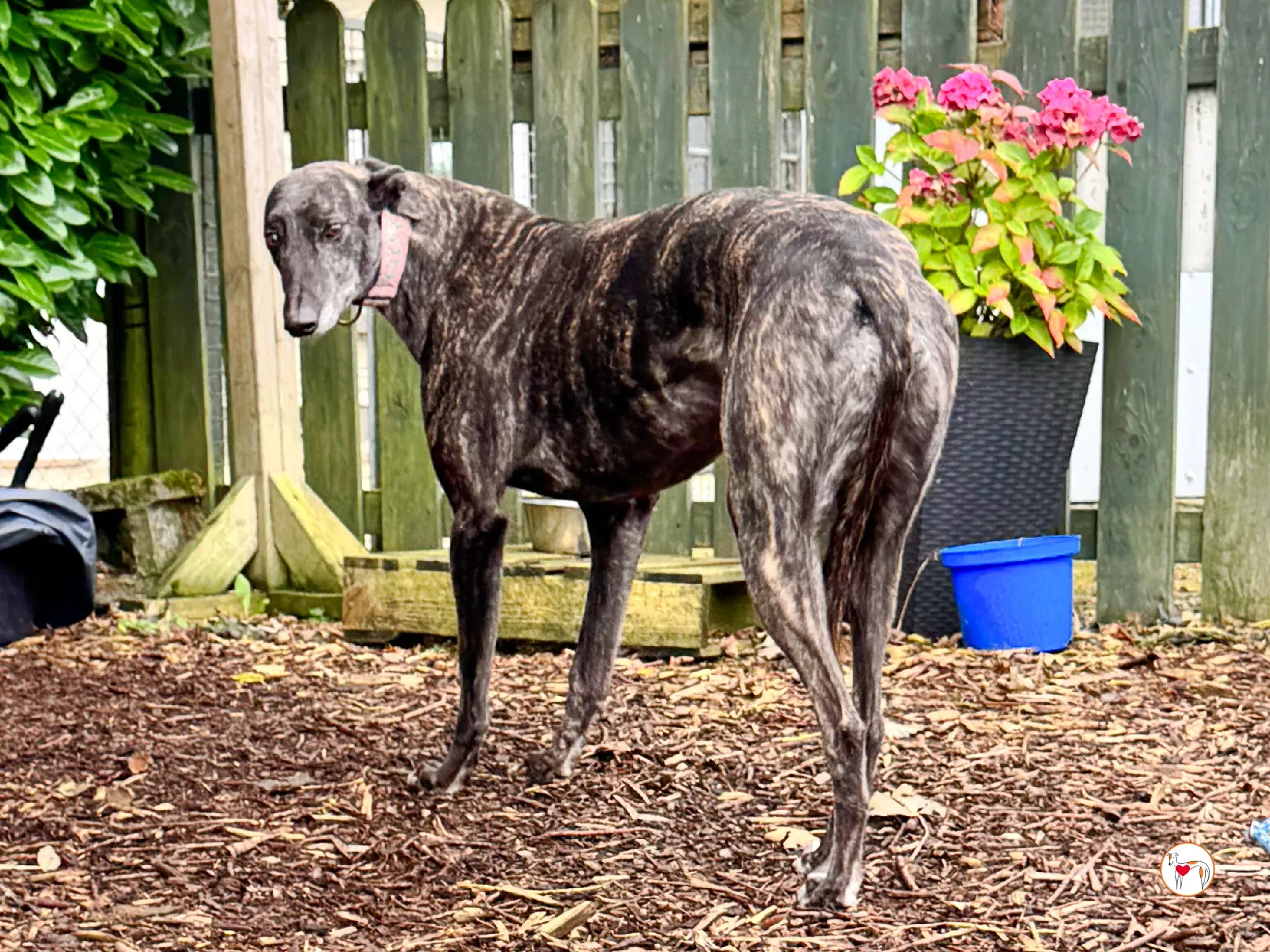 chianti grey adozione 5