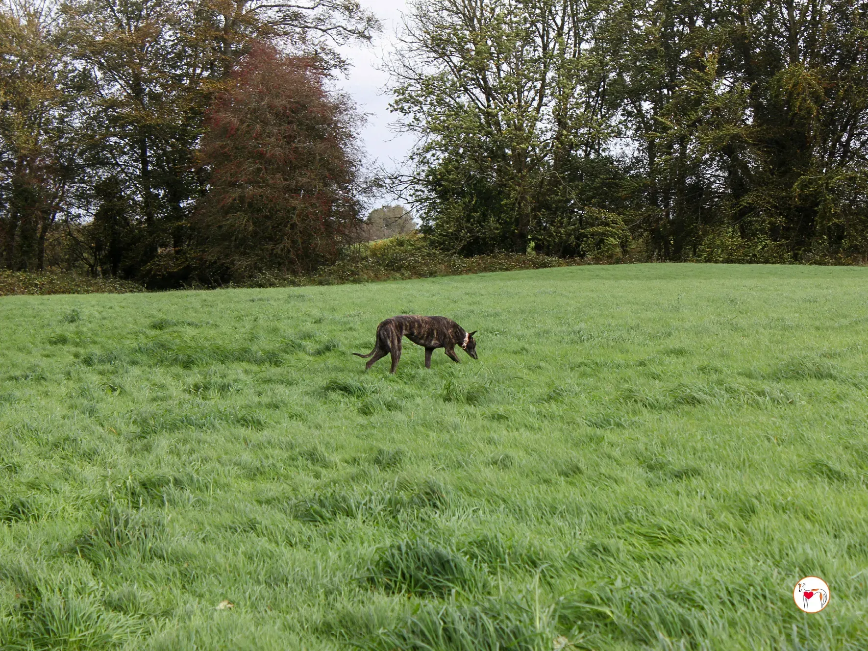 chianti grey adozione 50