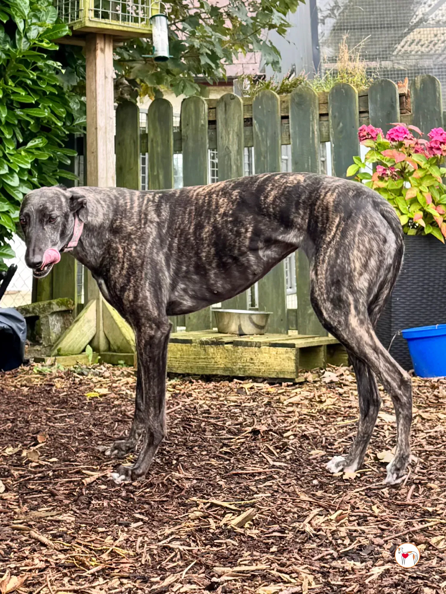 chianti grey adozione 6