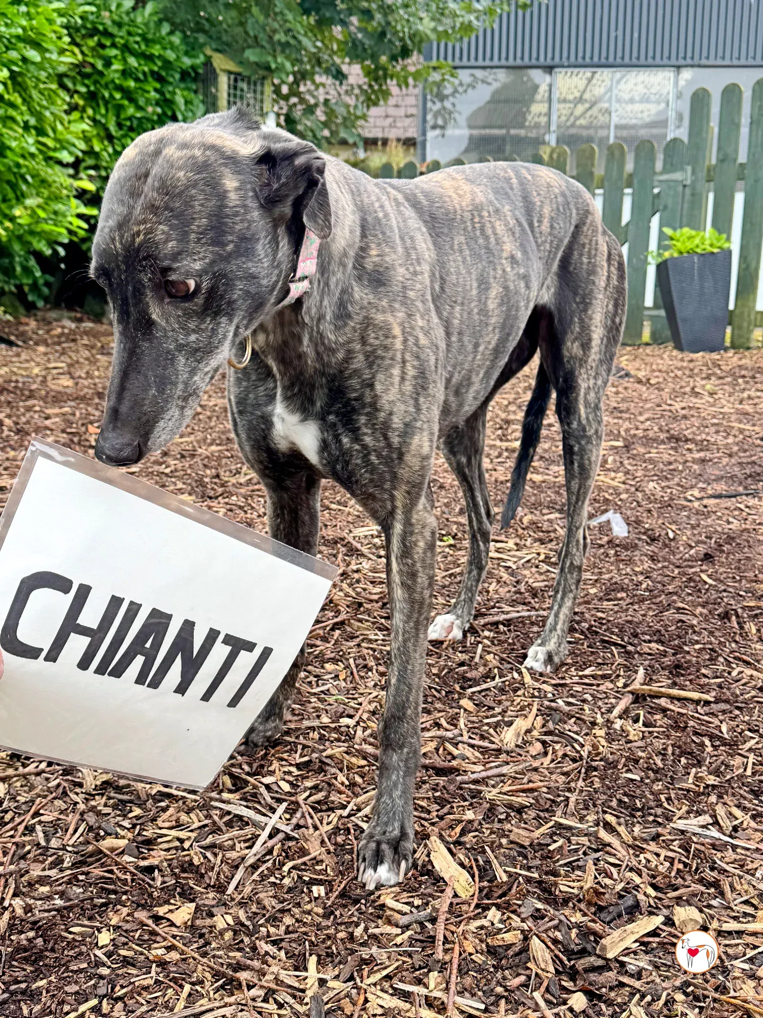 chianti grey adozione 7