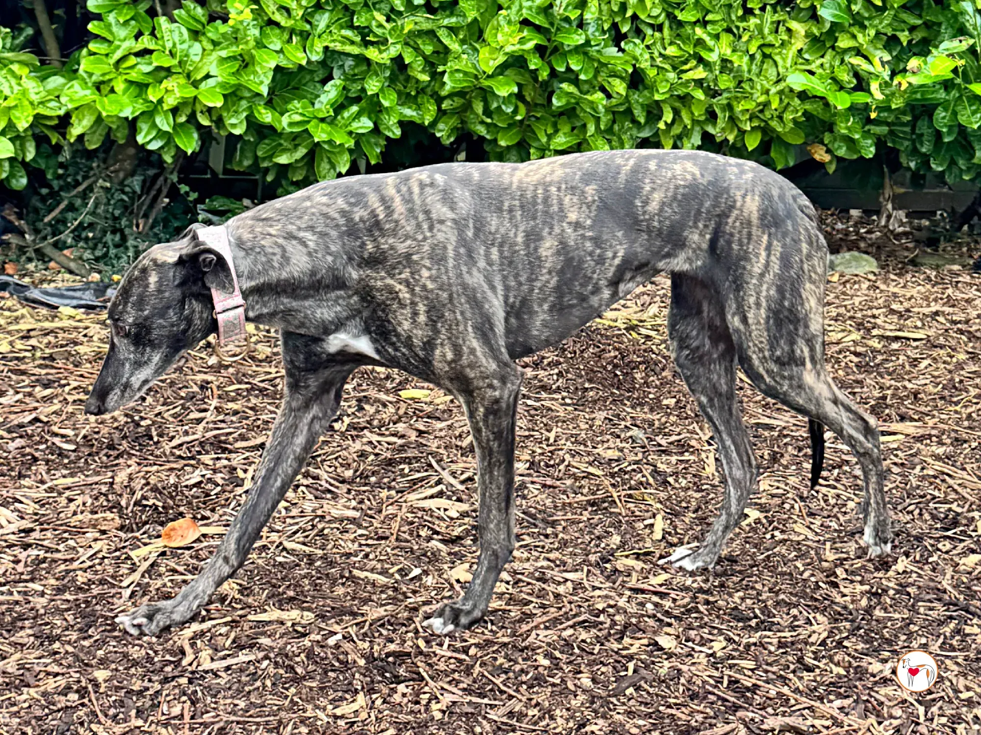 chianti grey adozione 8