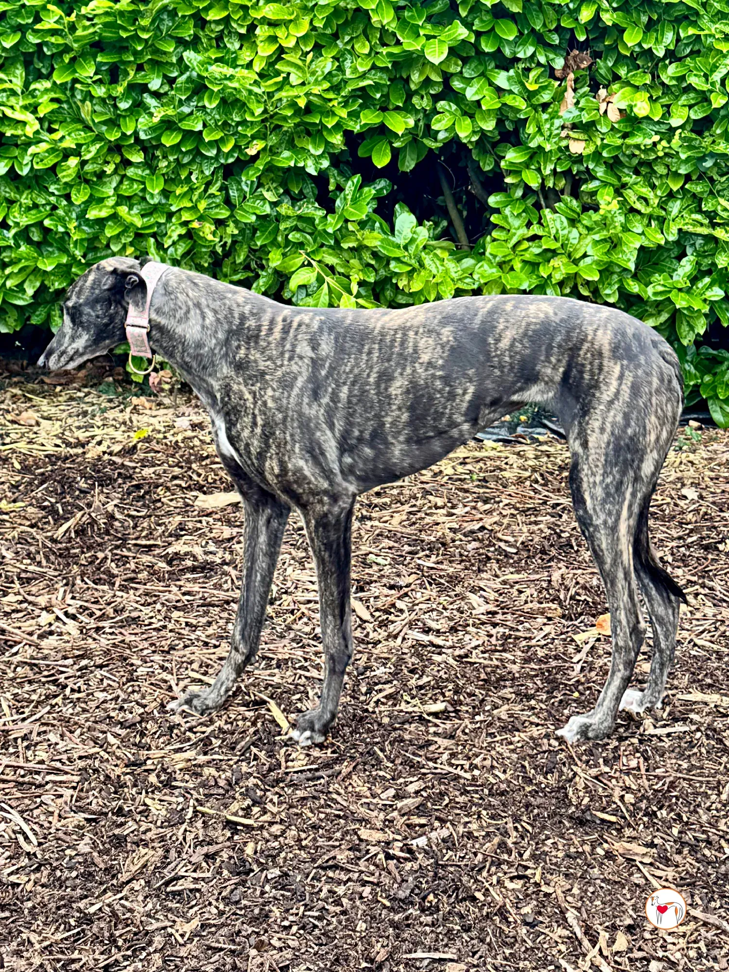 chianti grey adozione 9