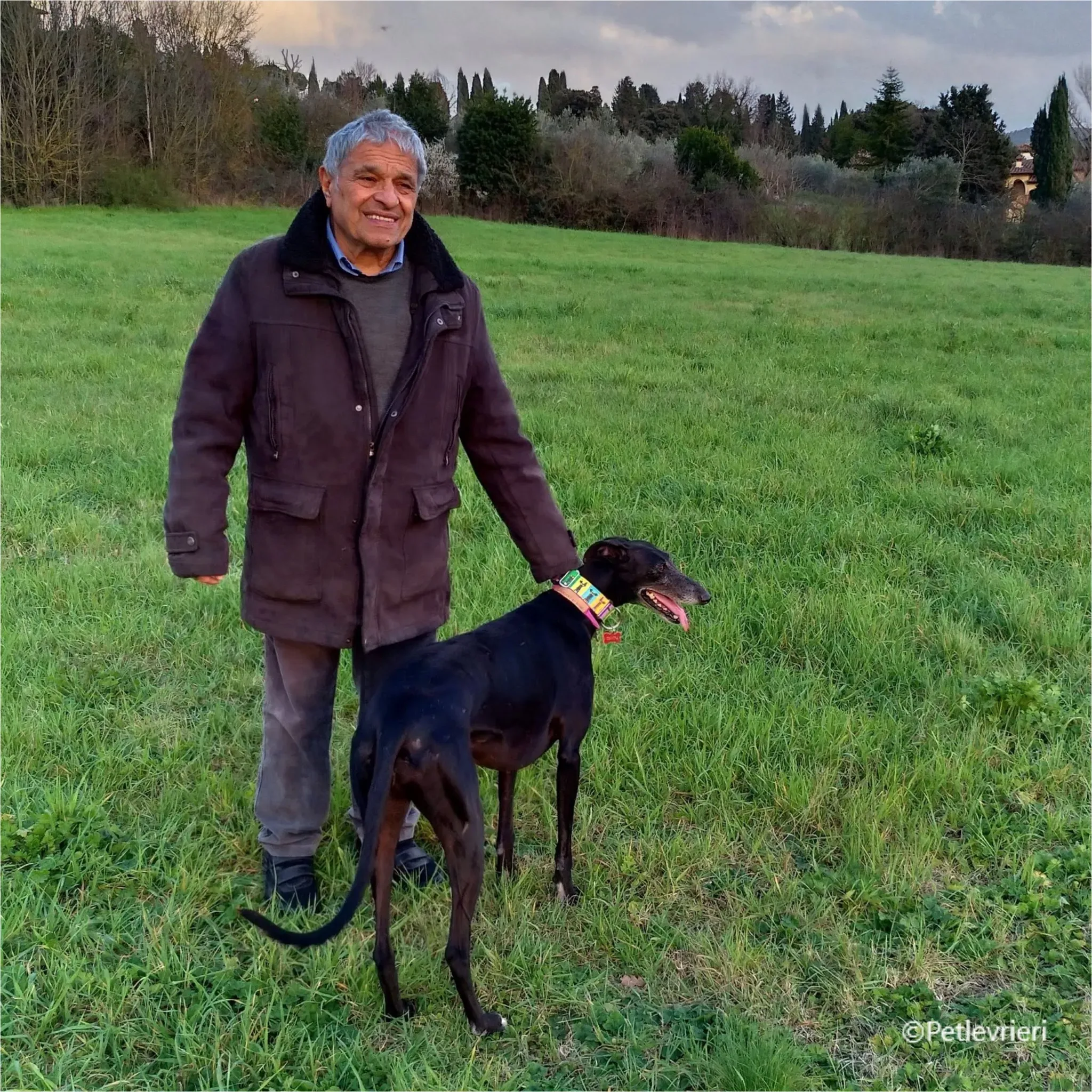 chiova galga pet levrieri felici casa