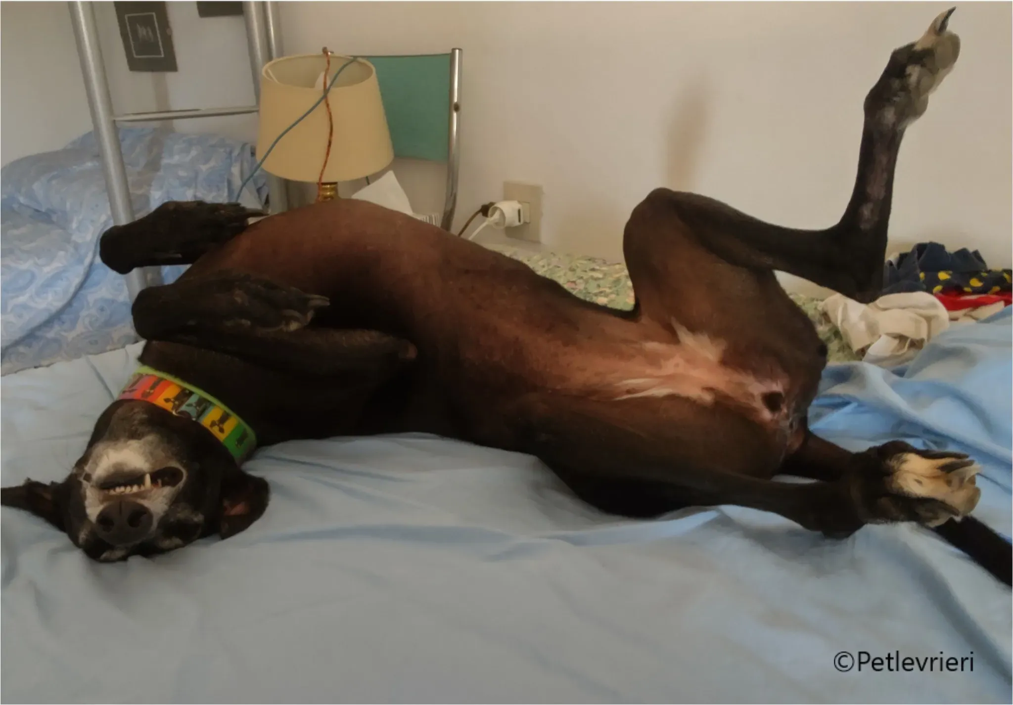 chiova galga pet levrieri felici casa1