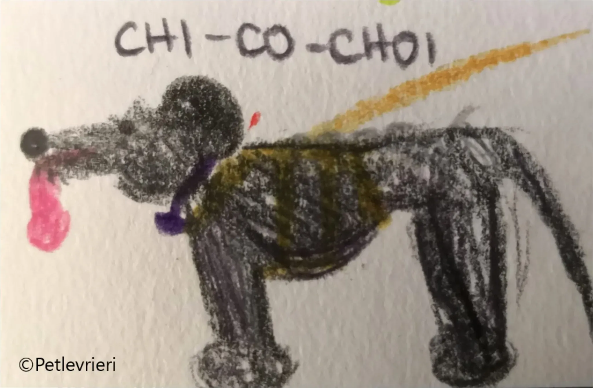 chiova galga pet levrieri felici casa10