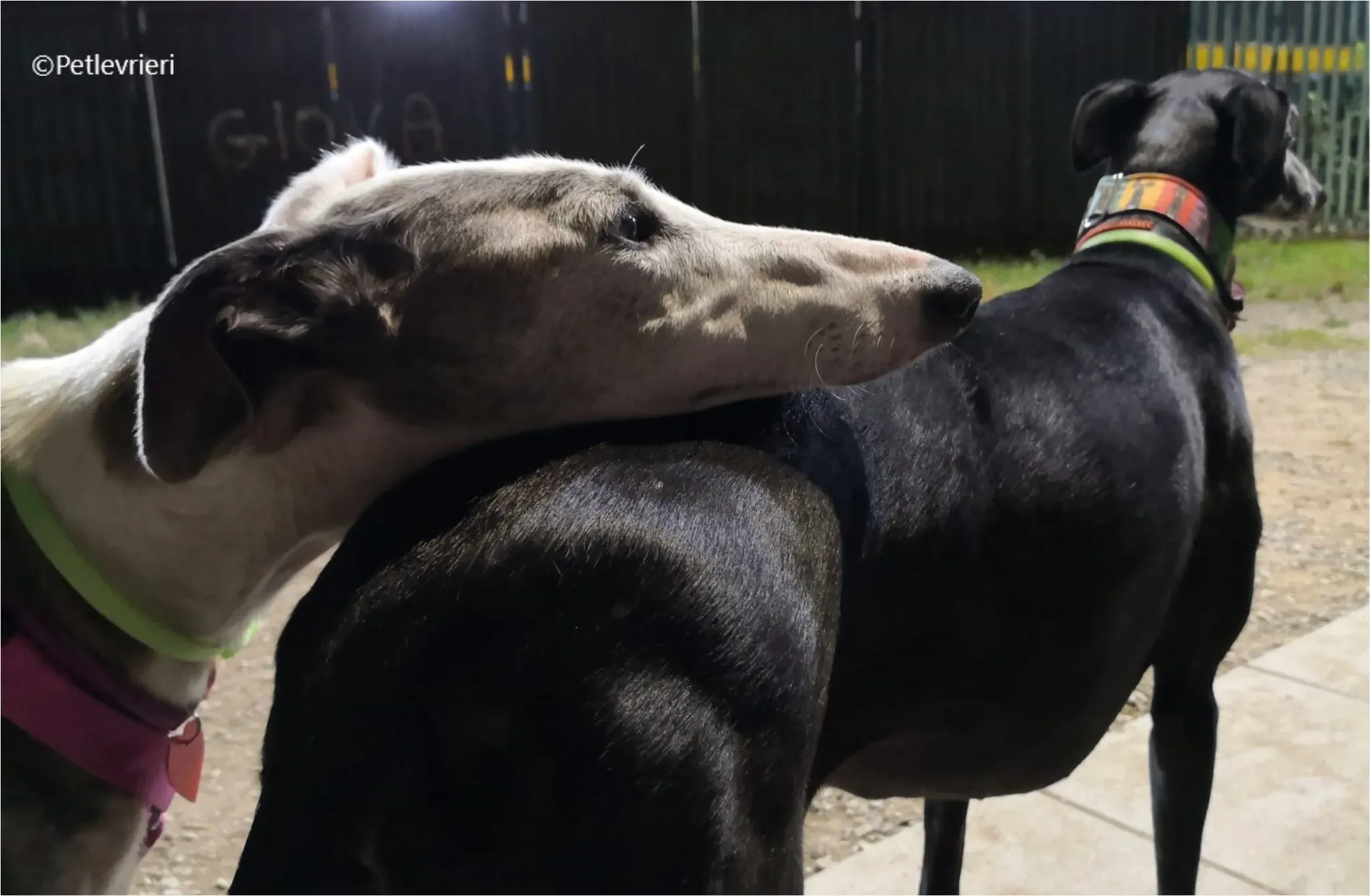 chiova galga pet levrieri felici casa11