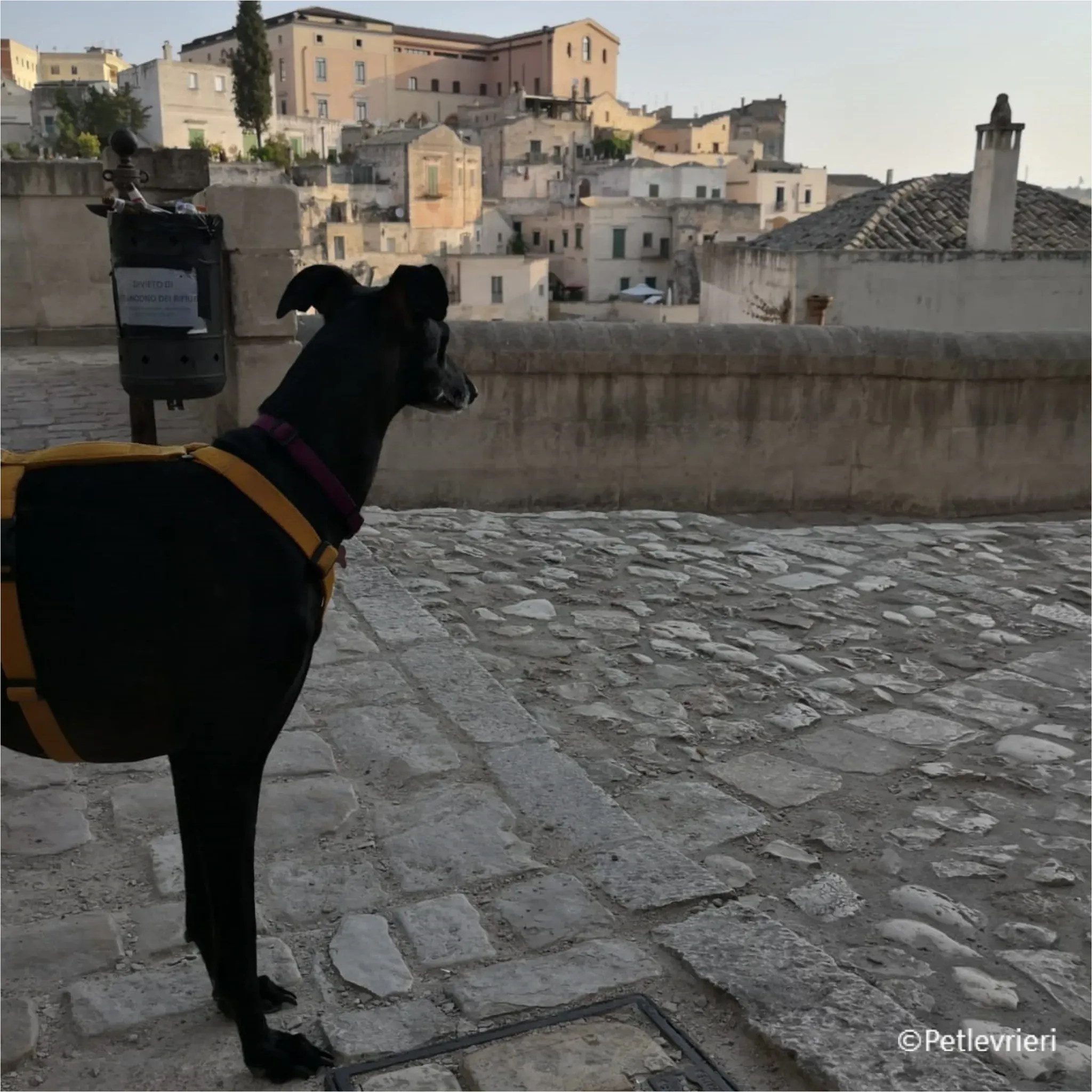 chiova galga pet levrieri felici casa12
