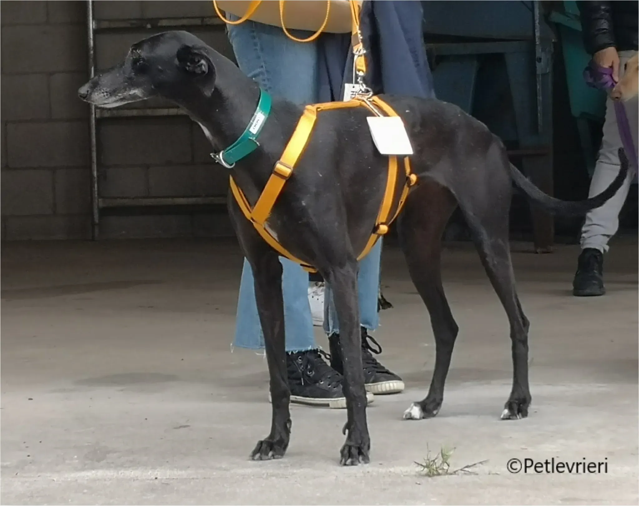 chiova galga pet levrieri felici casa13