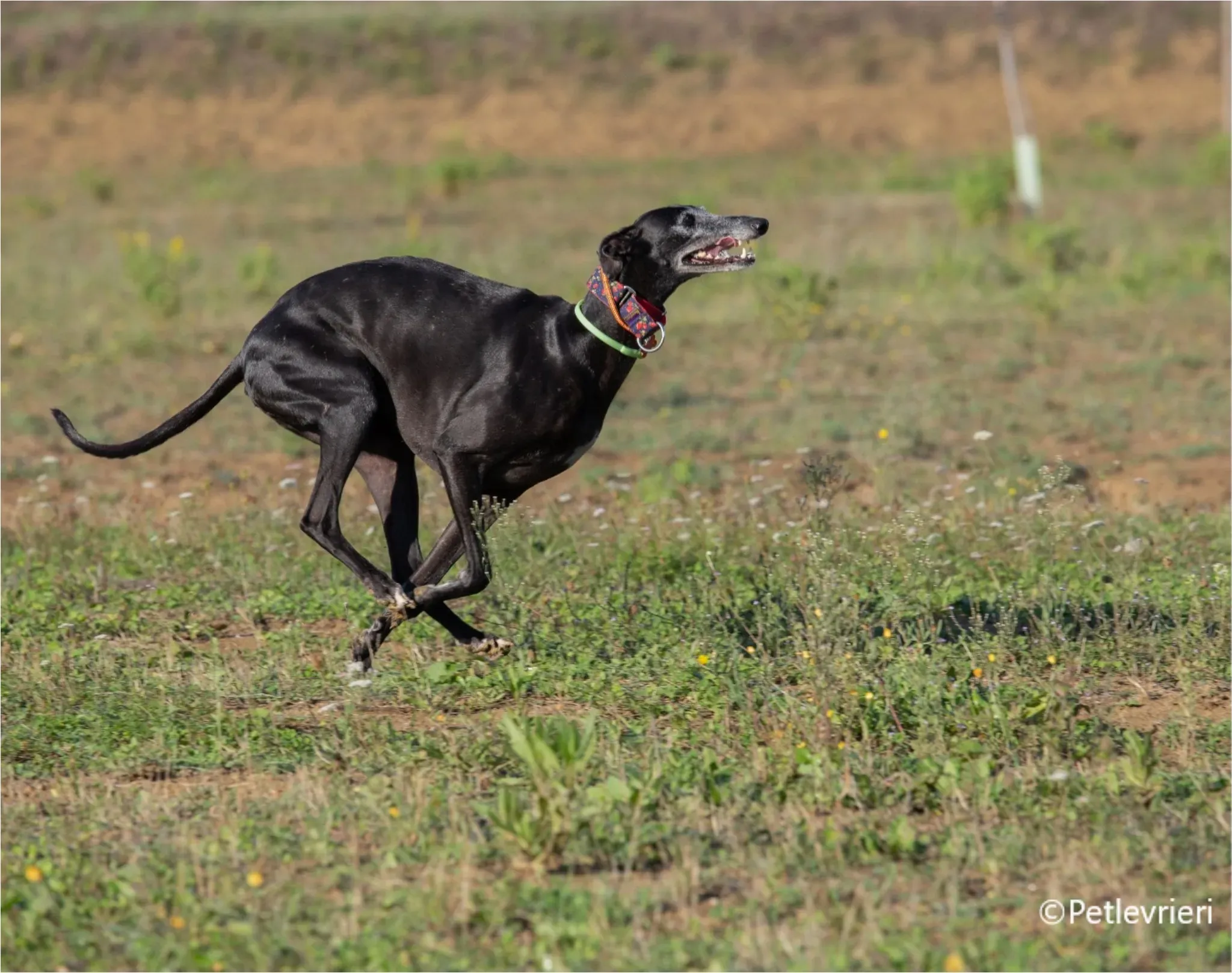 chiova galga pet levrieri felici casa14
