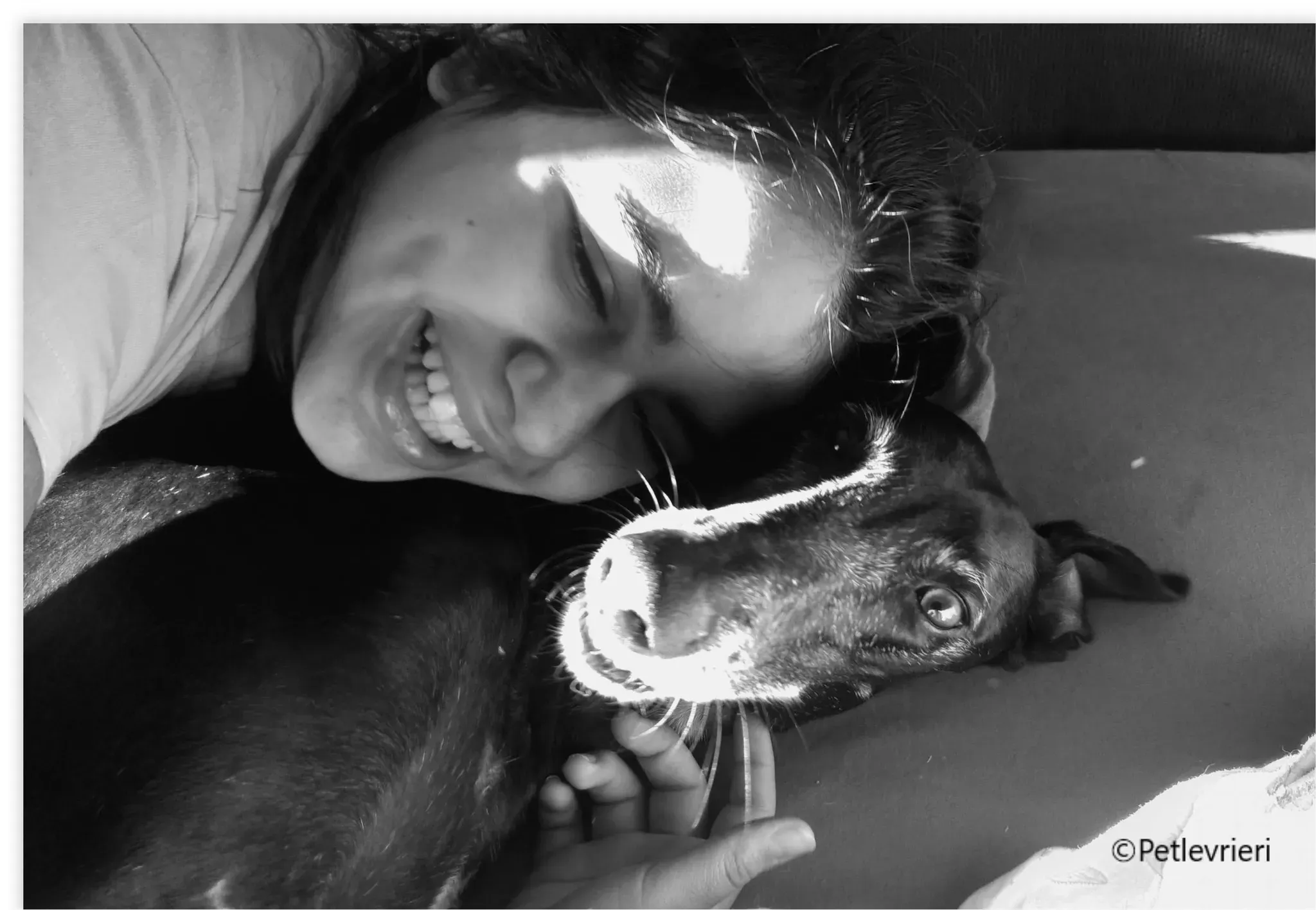 chiova galga pet levrieri felici casa15