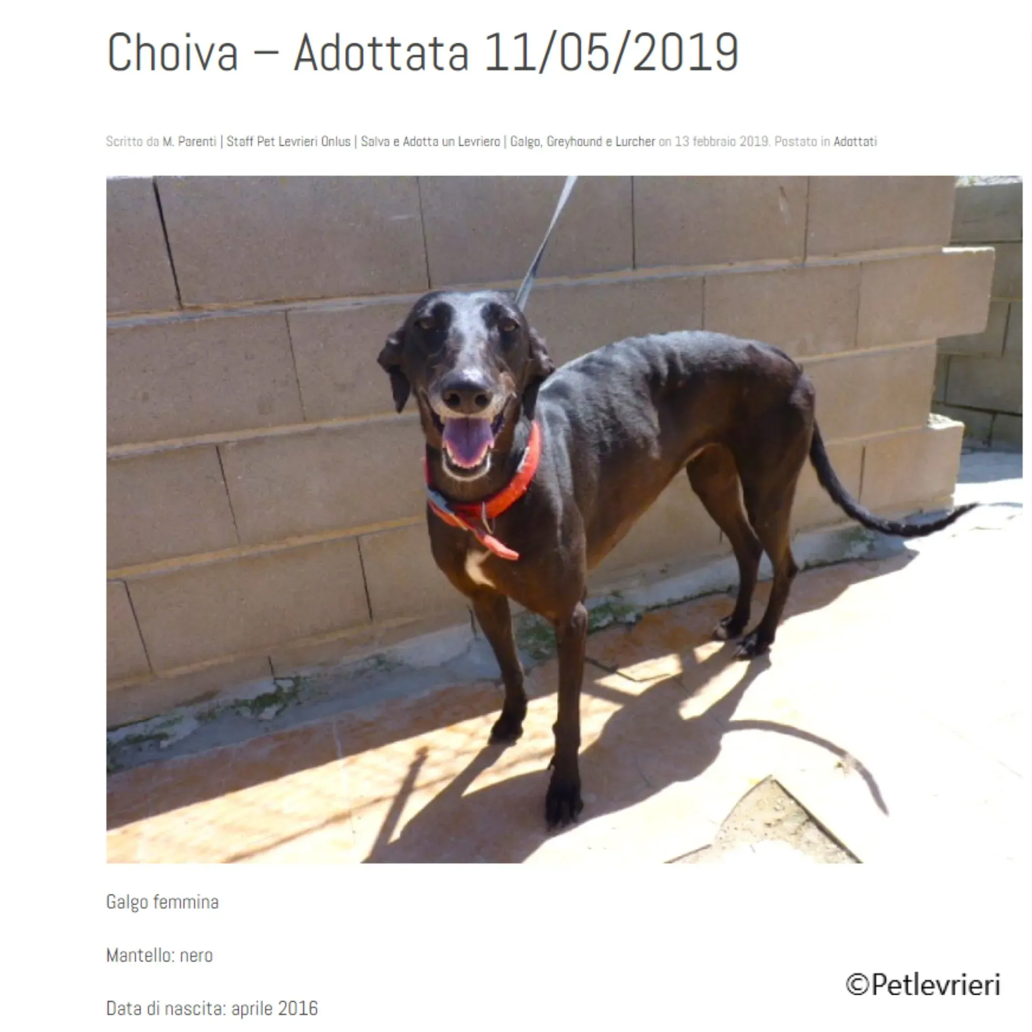 chiova galga pet levrieri felici casa16