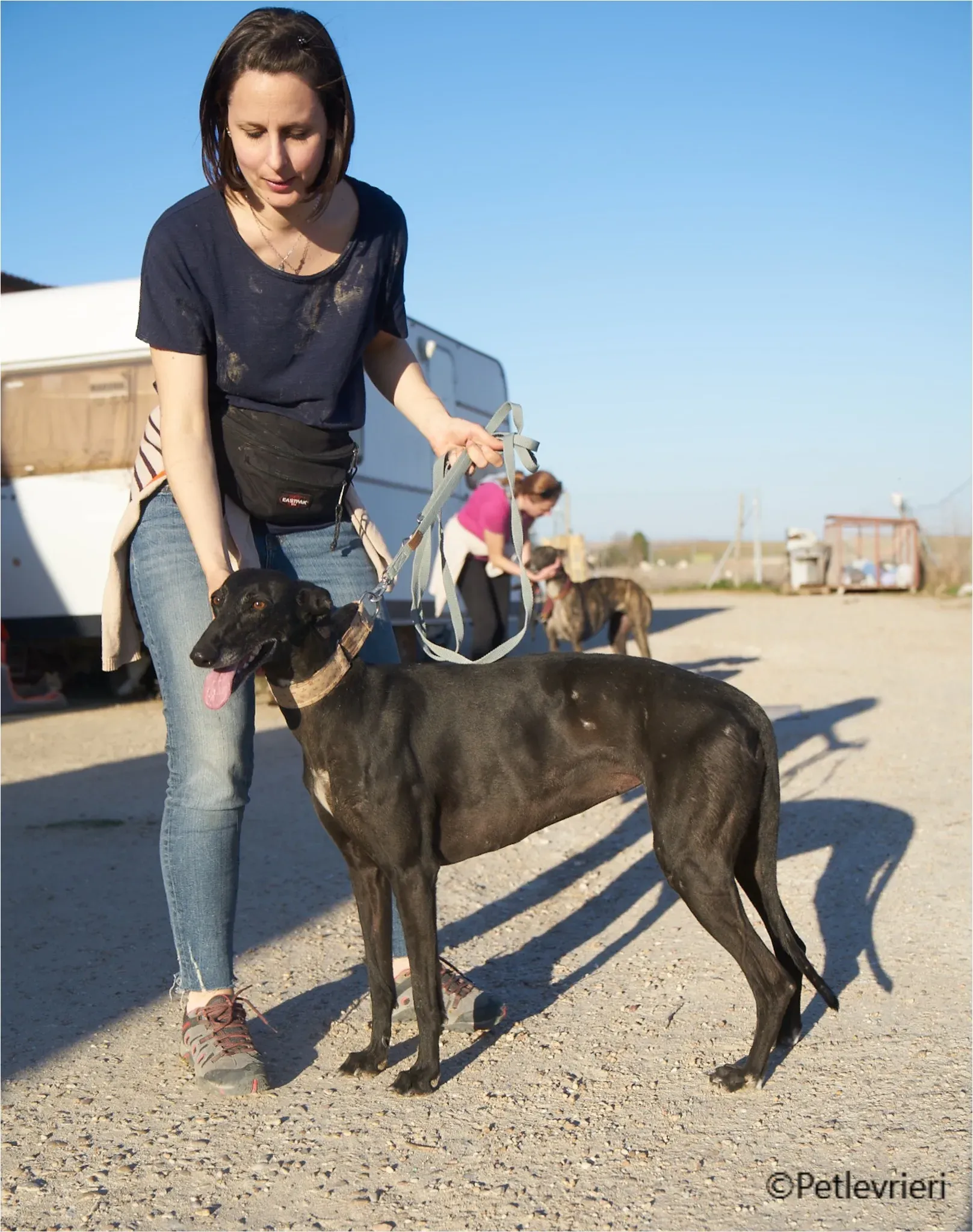 chiova galga pet levrieri felici casa17