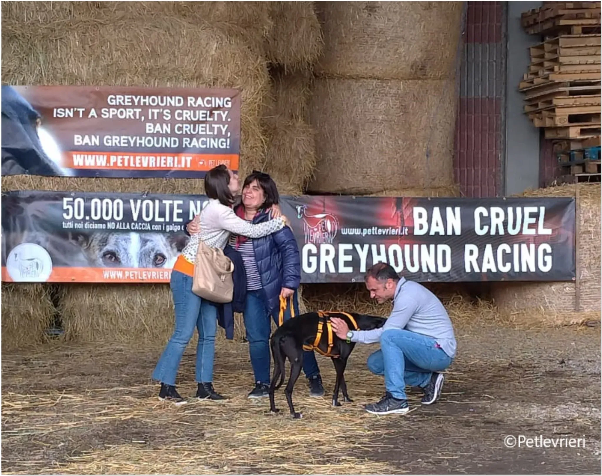 chiova galga pet levrieri felici casa18